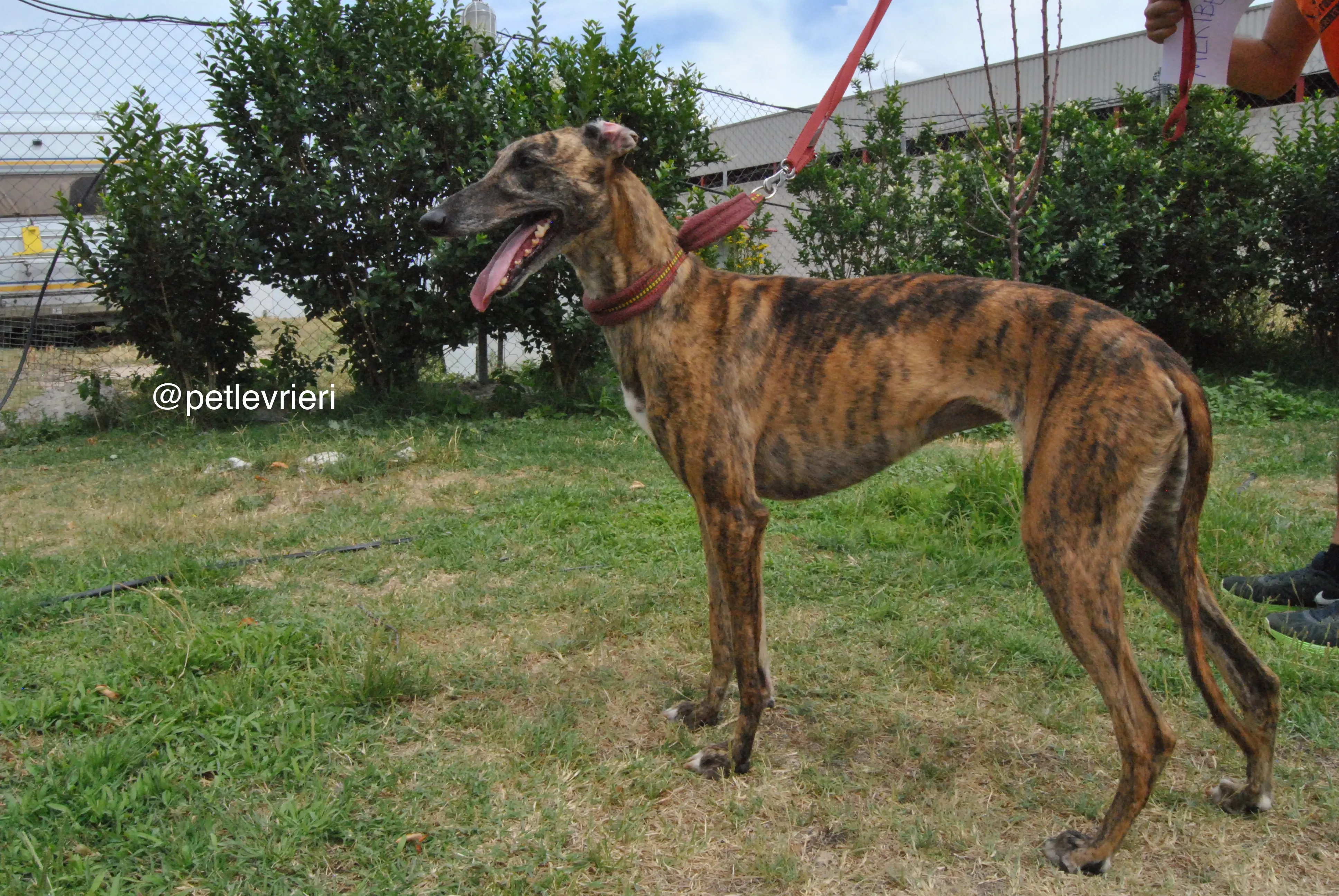 4 meribel adozione levrieri galgo