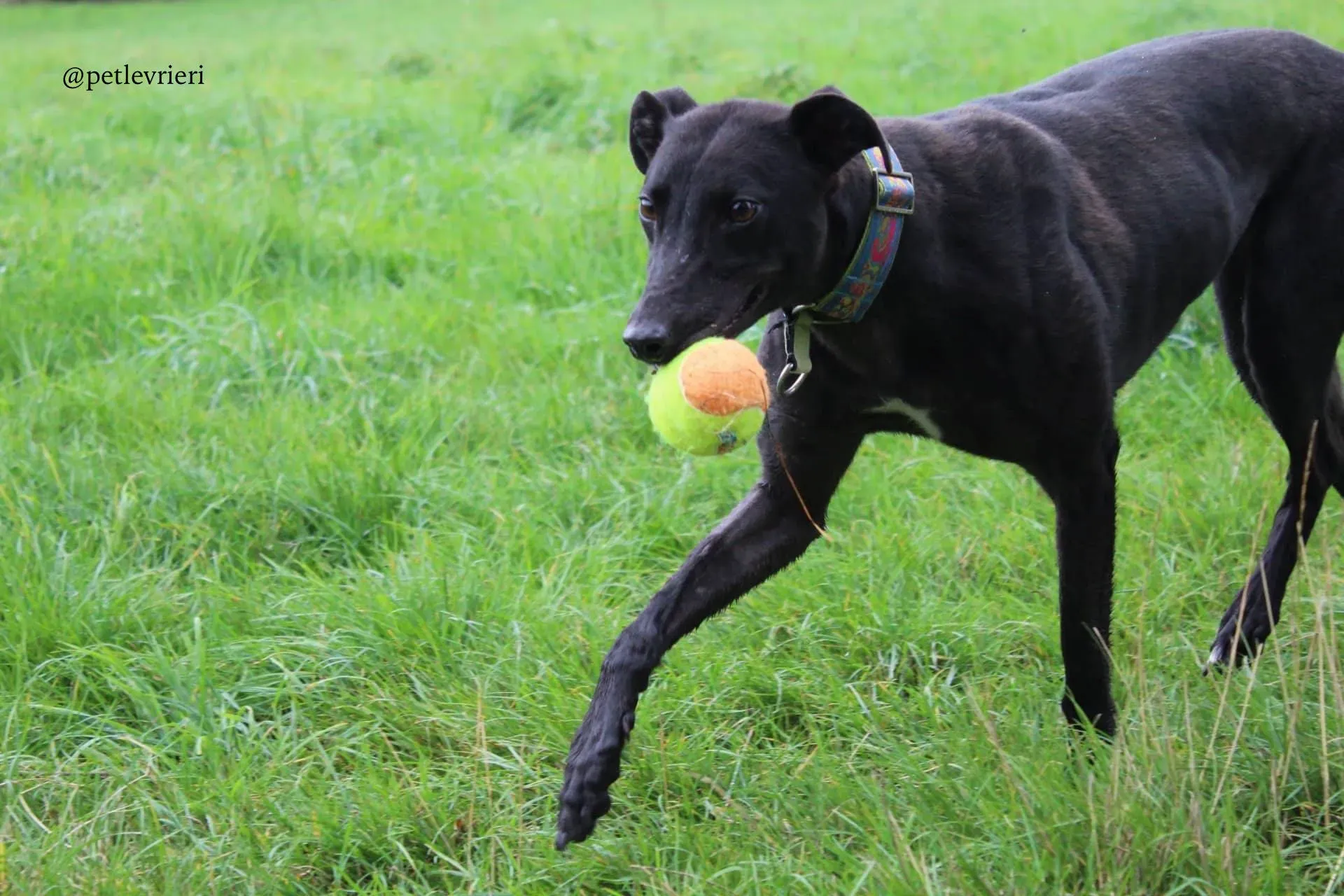 4 mignon adozione levrieri greyhound 1