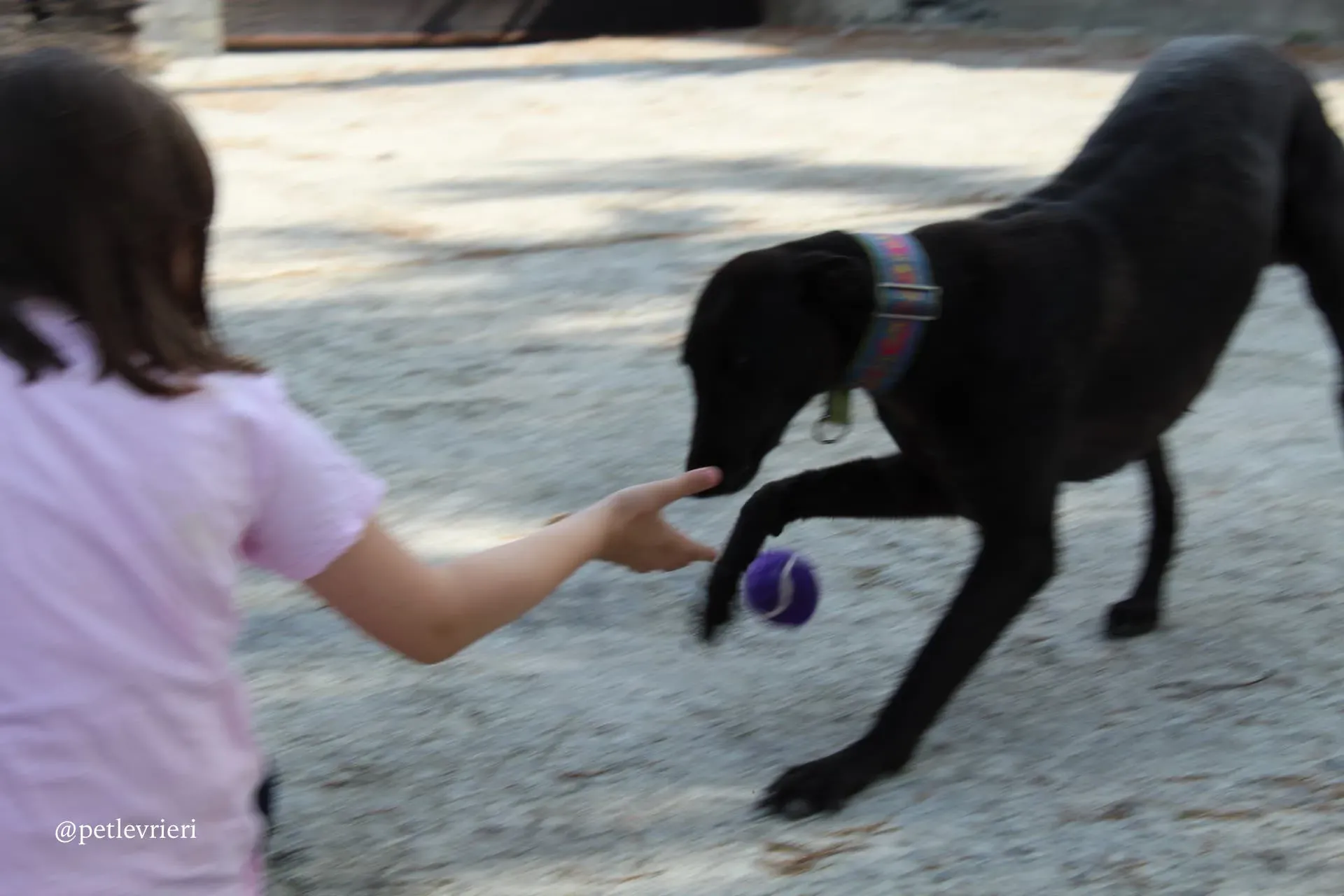 4 mignon adozione levrieri greyhound