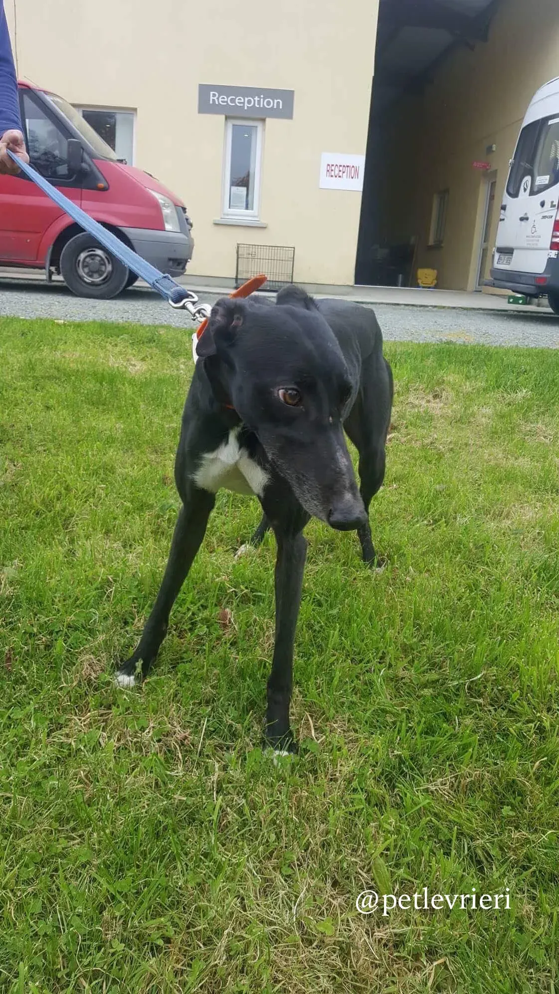 4 miss alice adozione levrieri greyhound