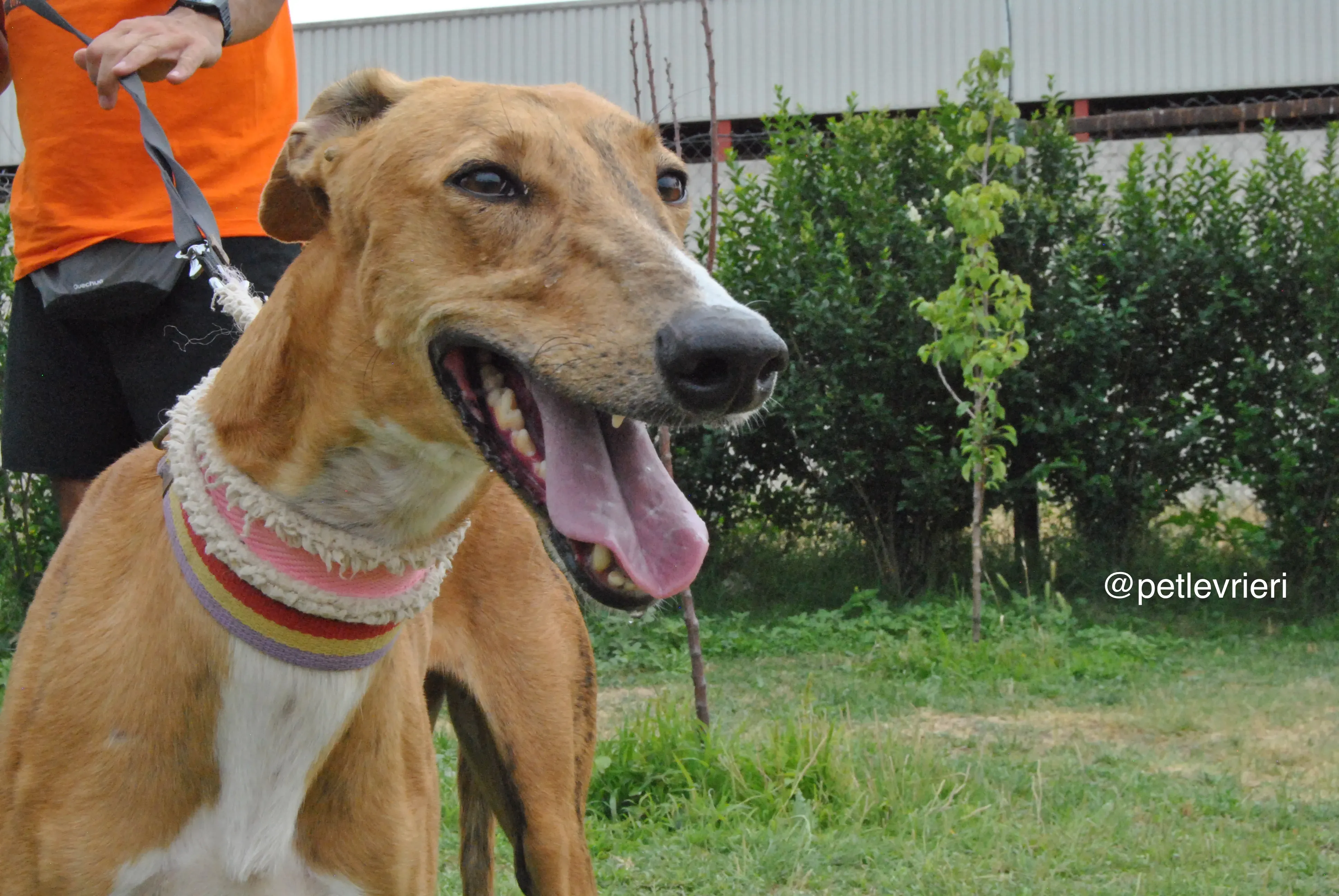 4 monica adozione levrieri galgo