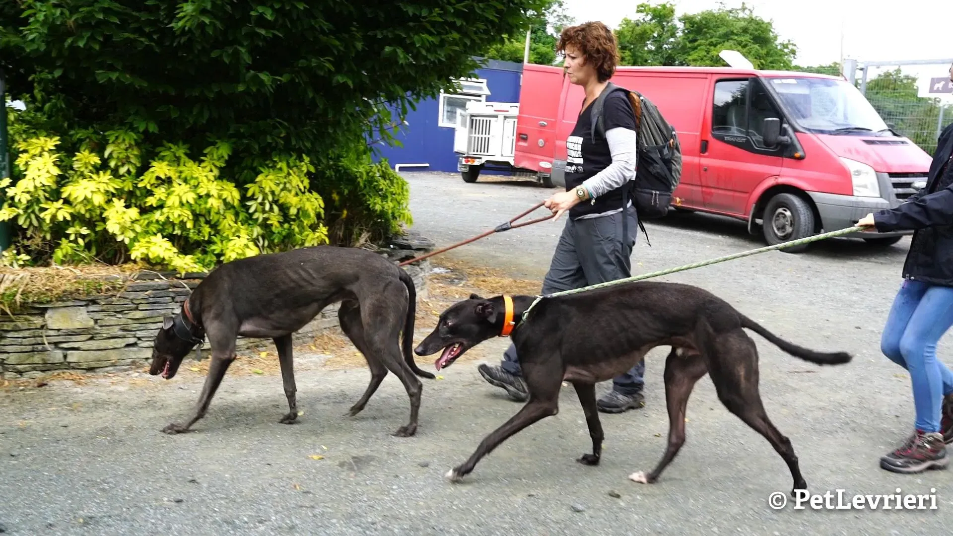 4 murt adozione levrieri greyhound
