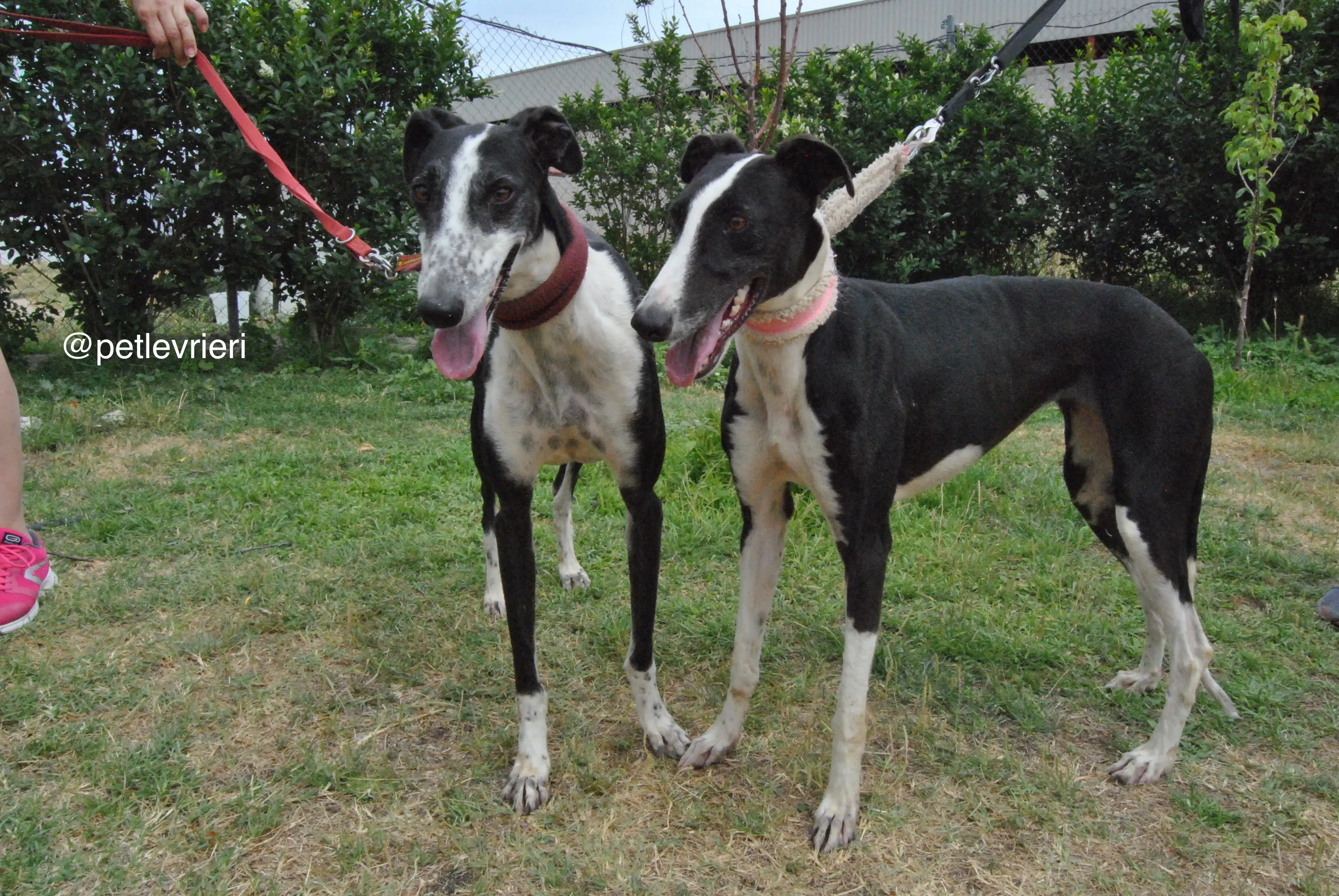 4 olga katarina adozione levrieri galgo