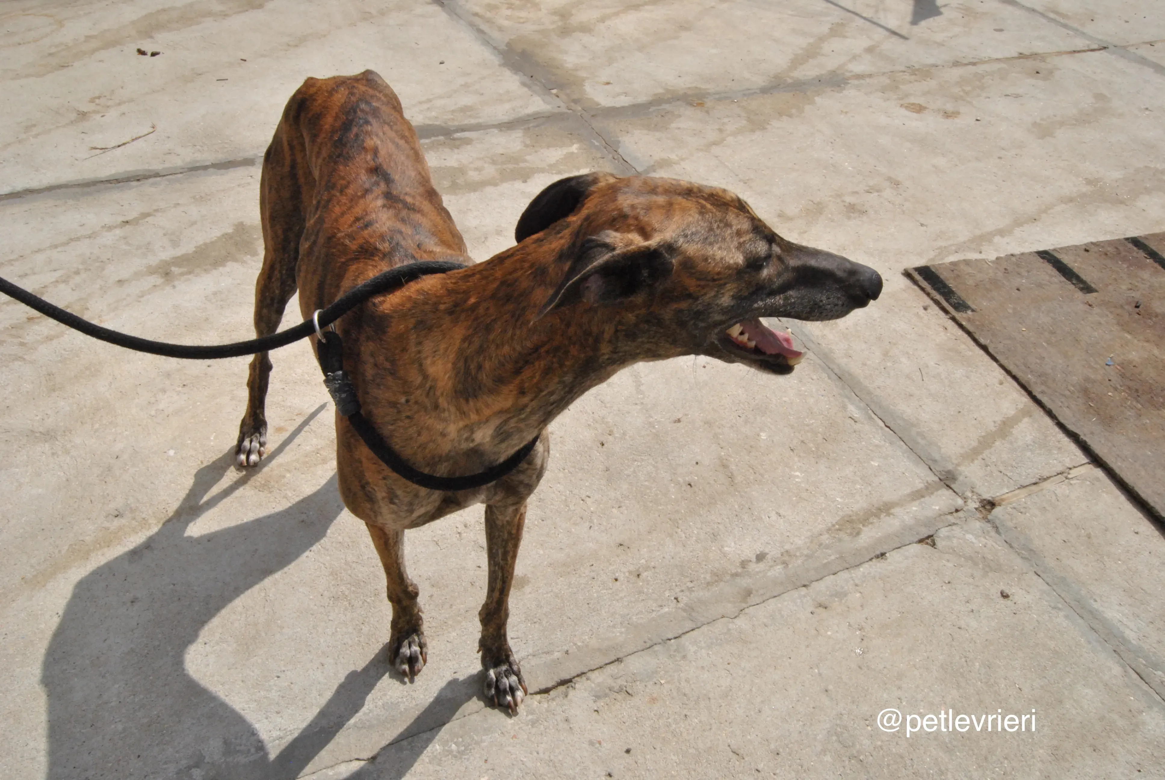 4 orion adozione levrieri galgo