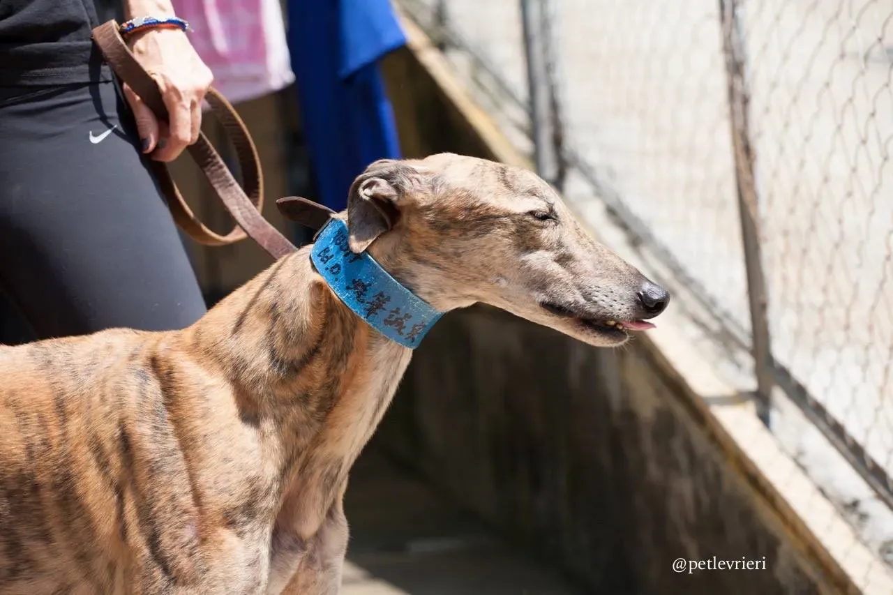 4 oyster chaine adozione greyhound macao