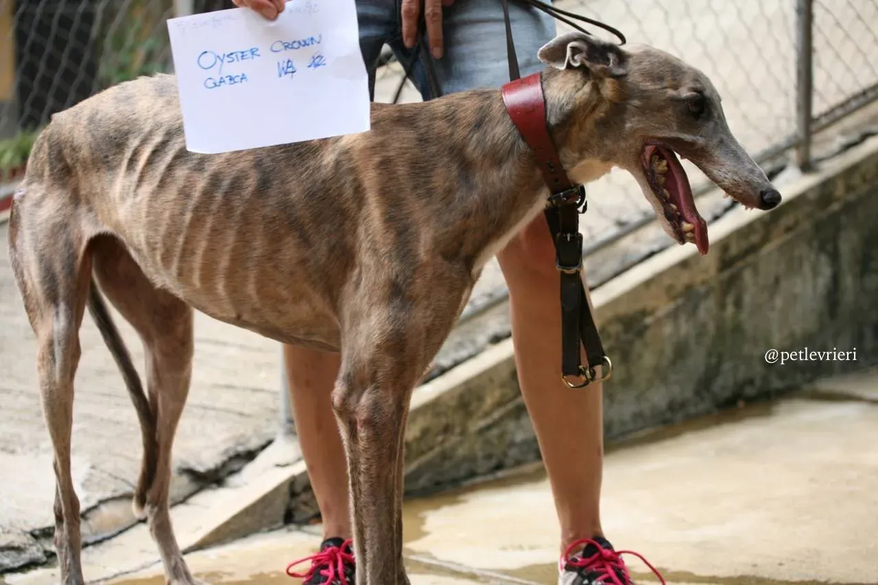 4 oyster crown adozione greyhound macao