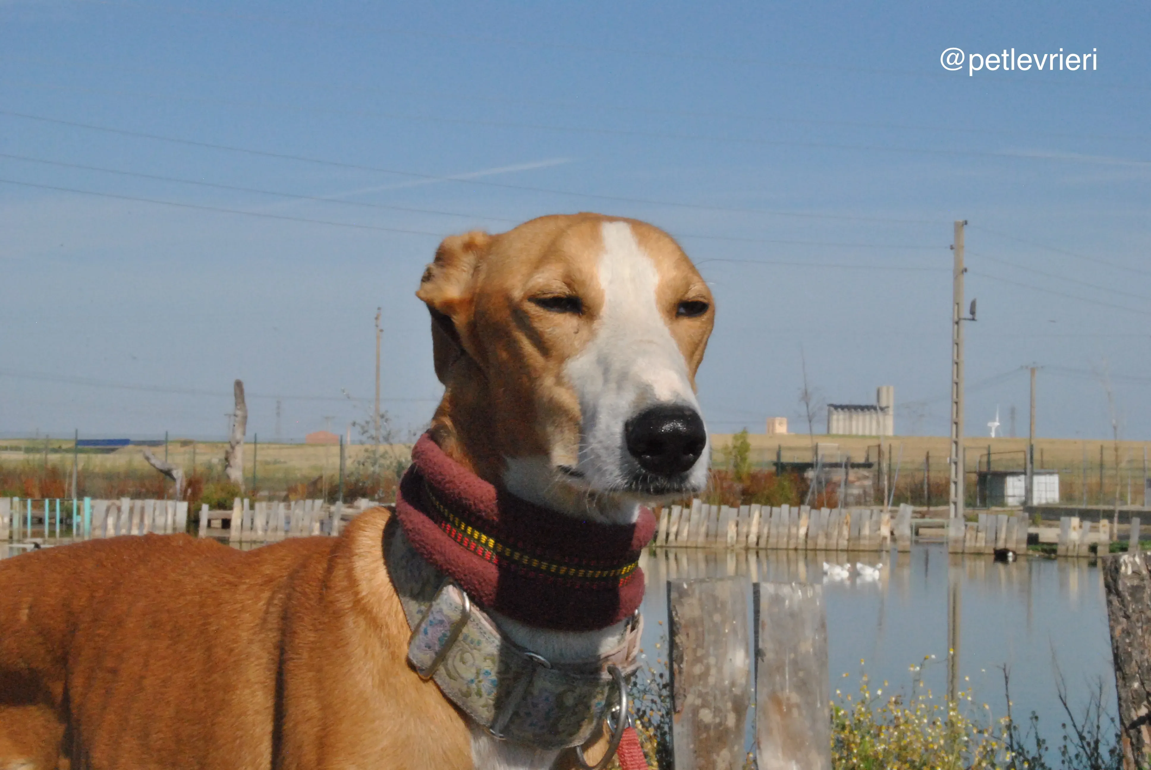 4 patas adozione levrieri galgo