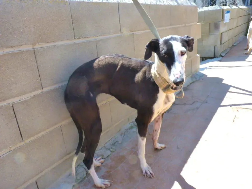 4 pelusa adozione levrieri galgo