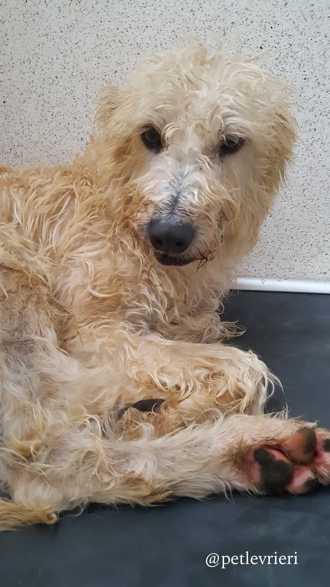 4 philip adozione greyhound