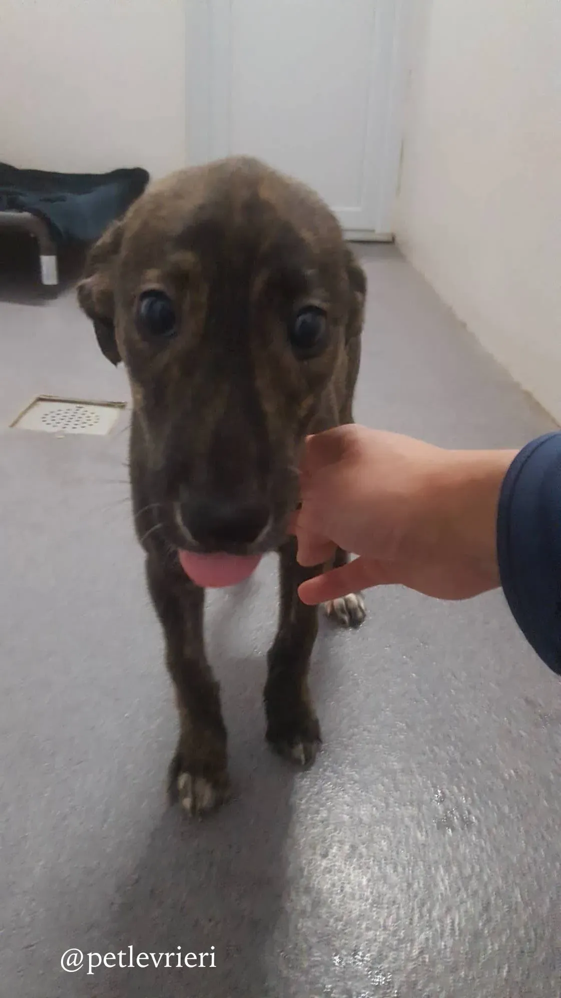 4 piper adozione levrieri greyhound