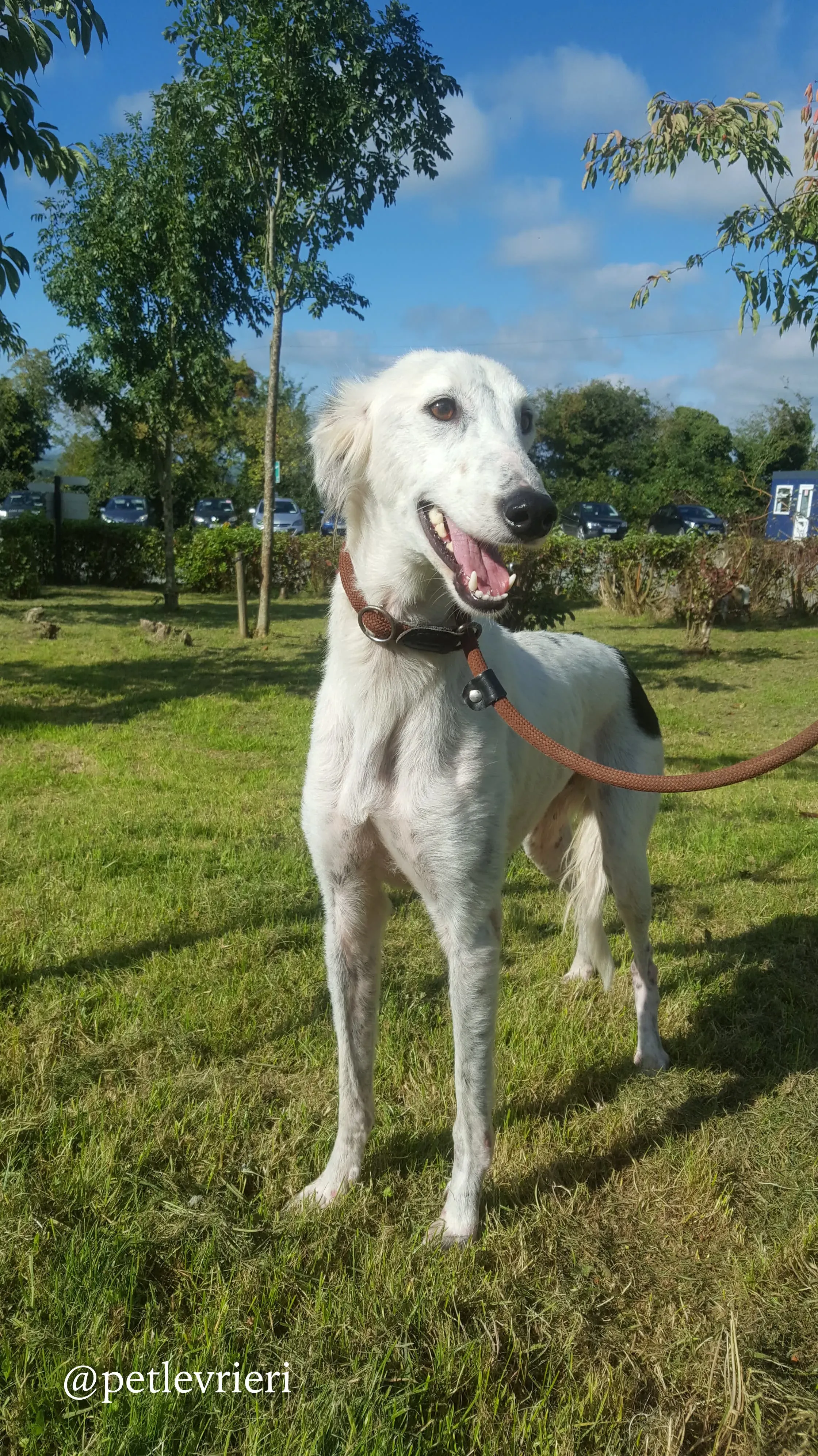4 pippin adozione levrieri greyhound
