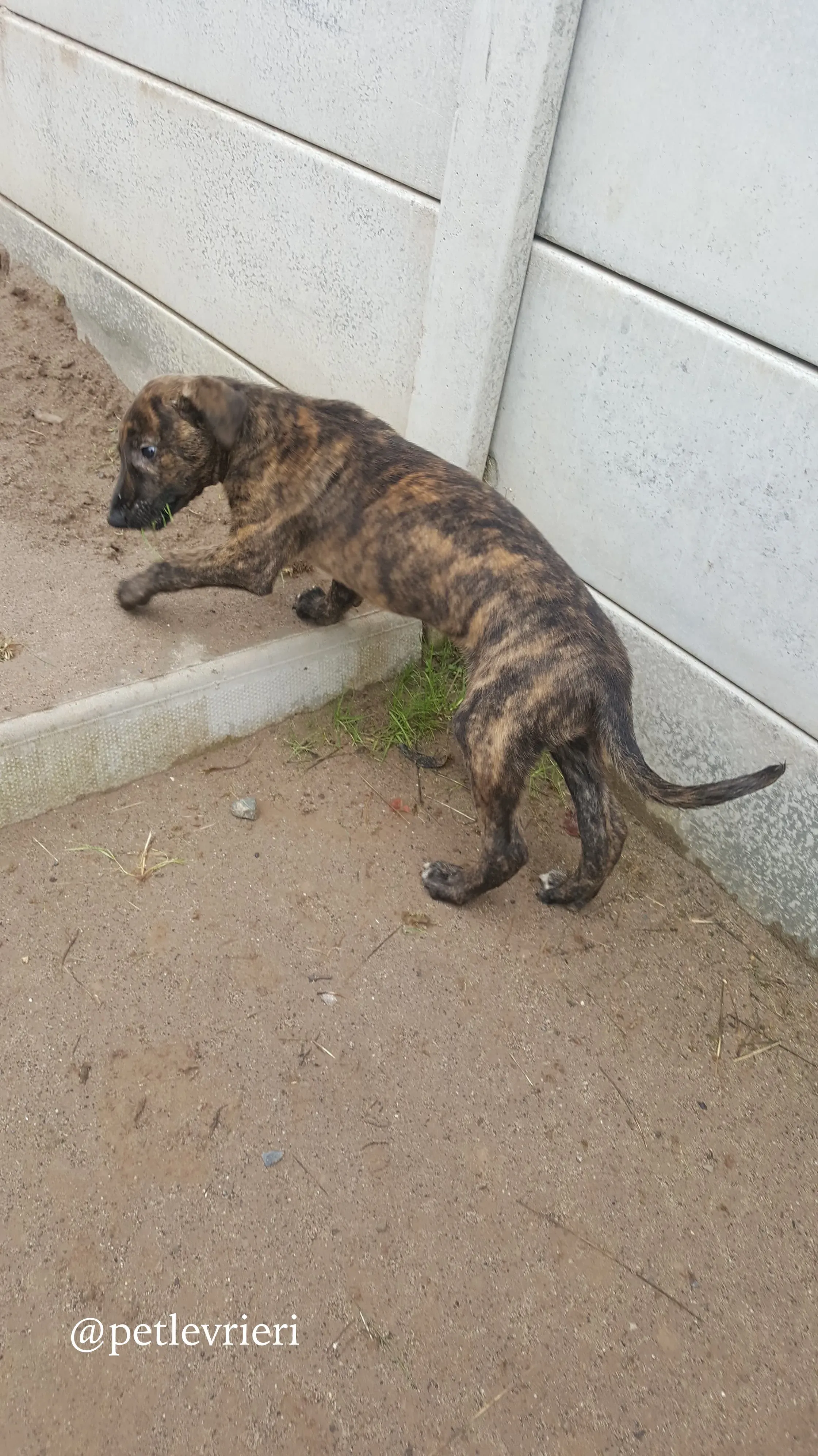 4 puppy adozione greyhound