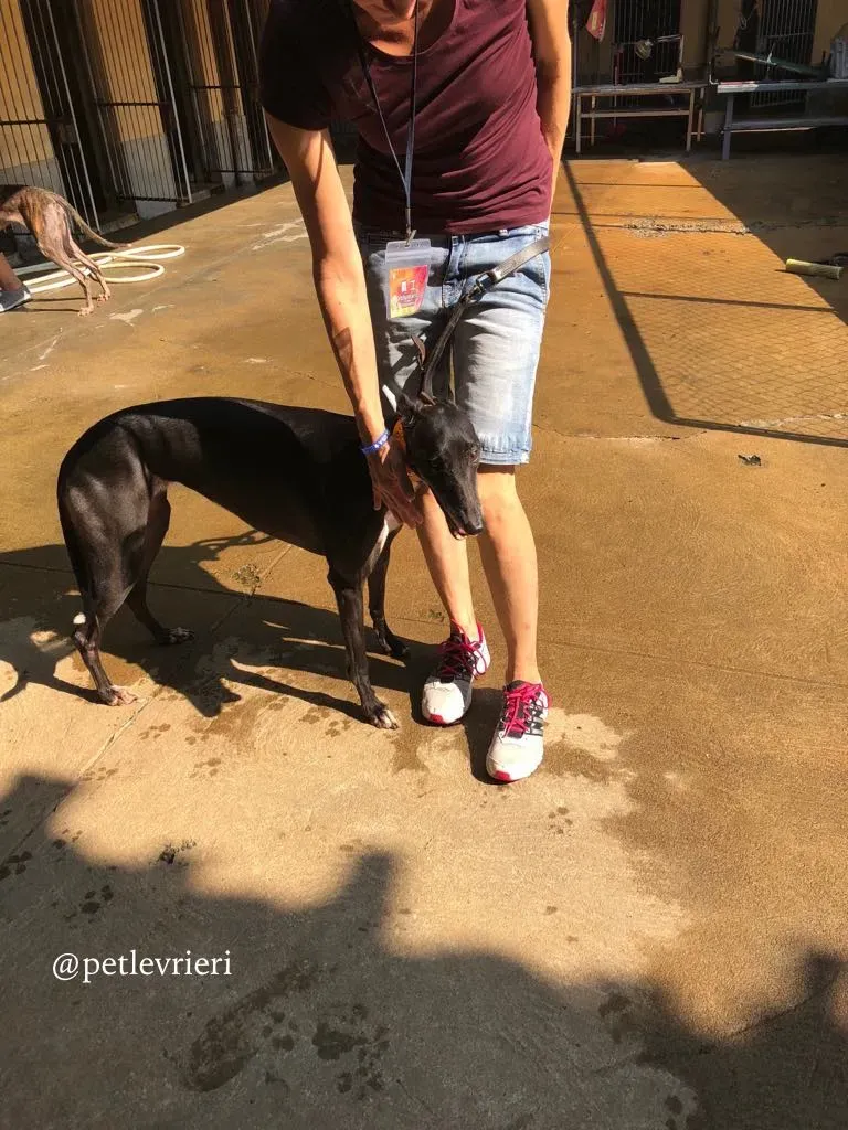 4 rise to me adozione greyhound macao