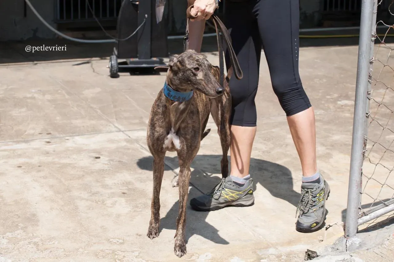 4 romance city adozione greyhound macao