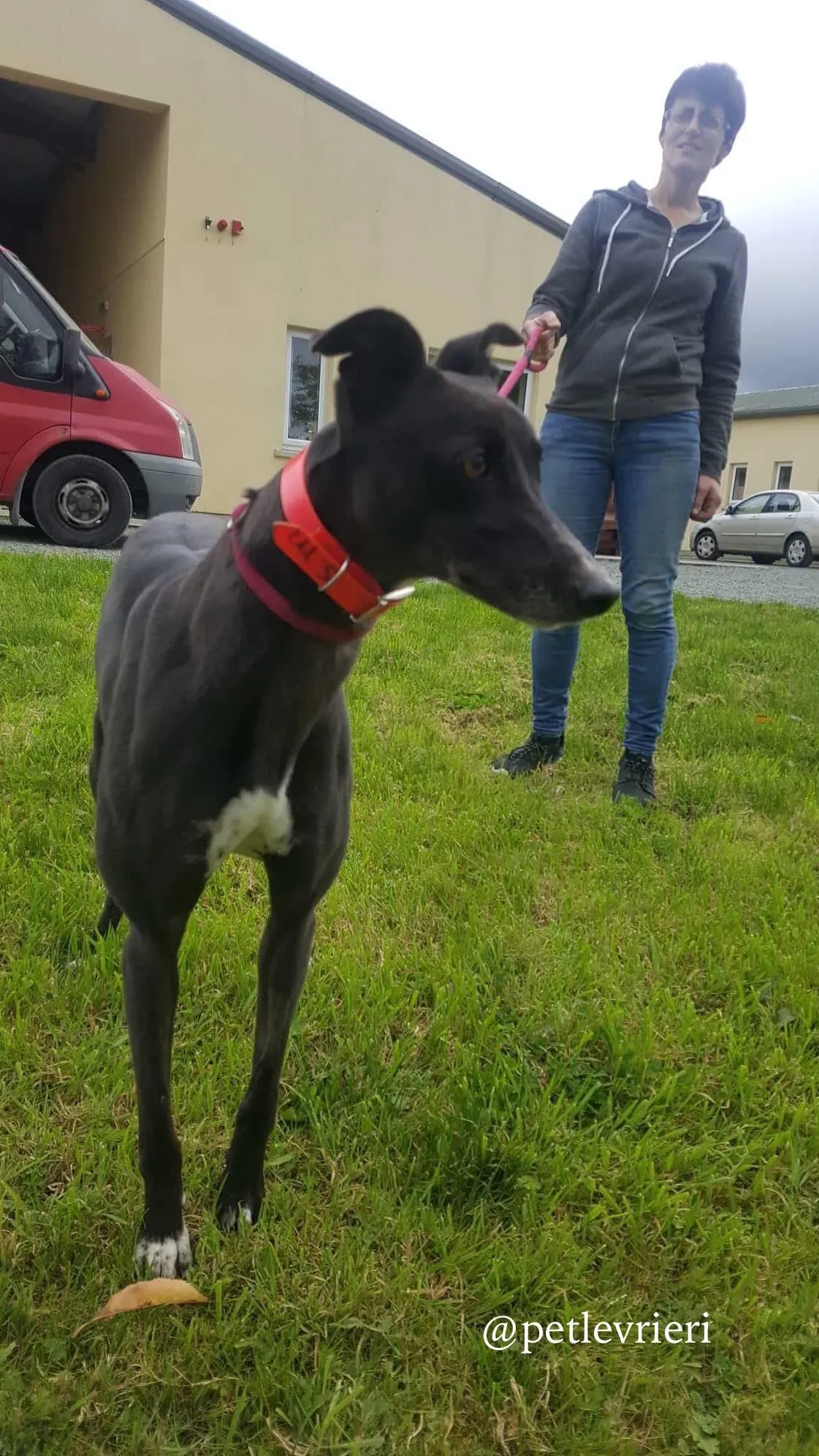 4 rosie adozione levrieri greyhound
