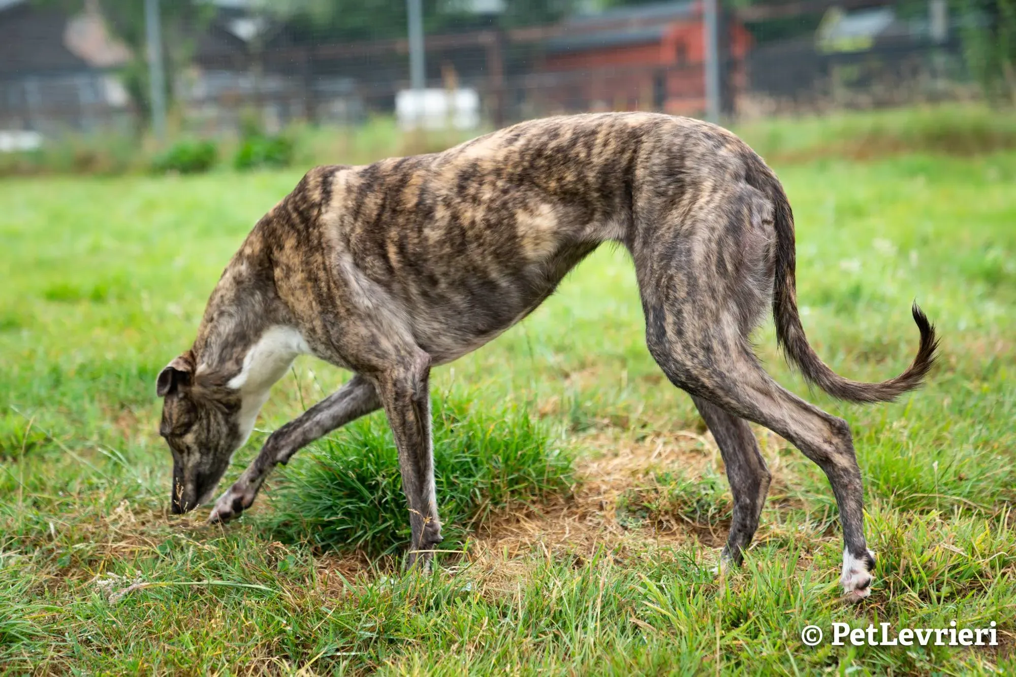 4 sade adozione levrieri greyhound
