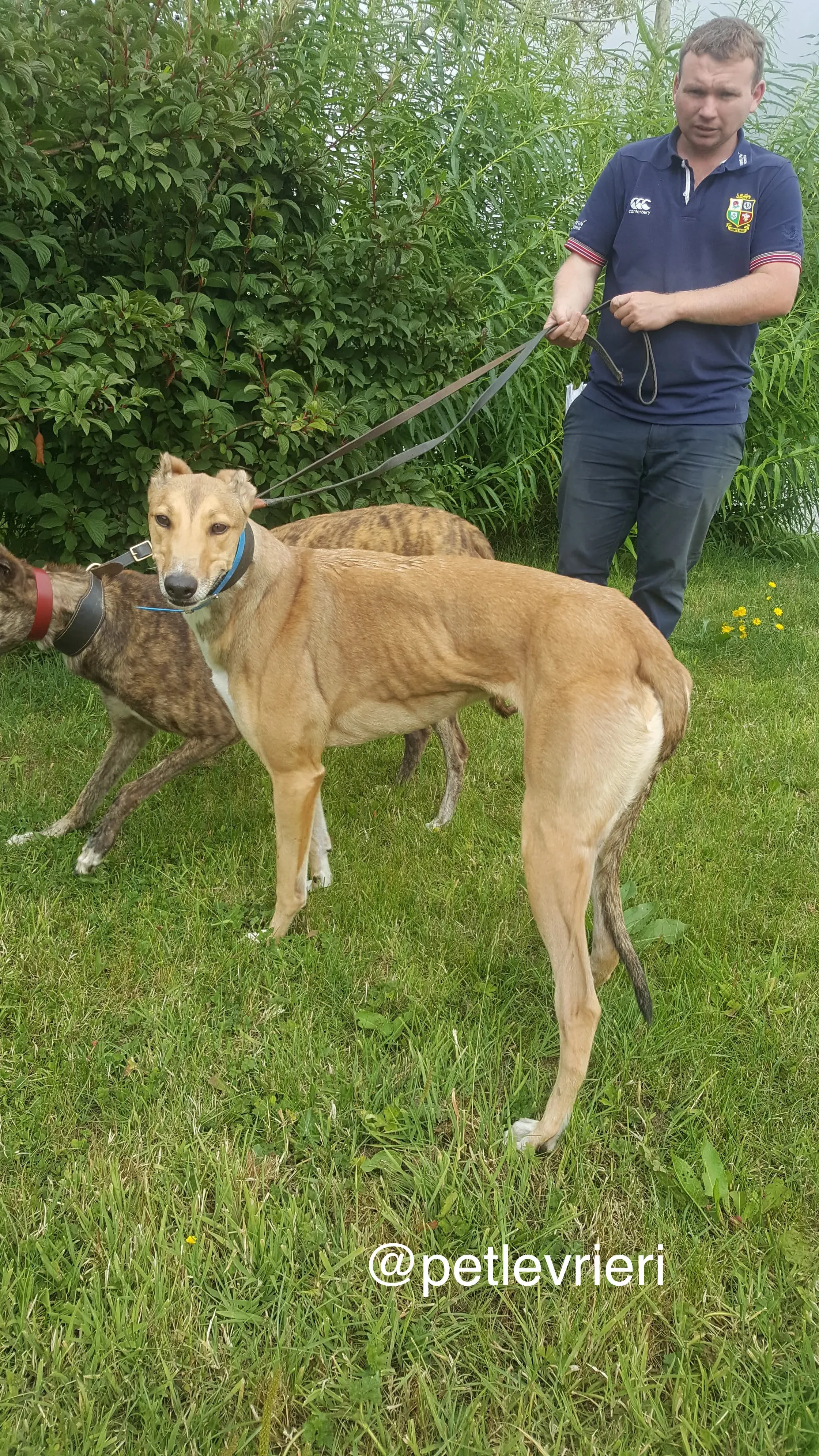 4 sandy adozione levrieri greyhound