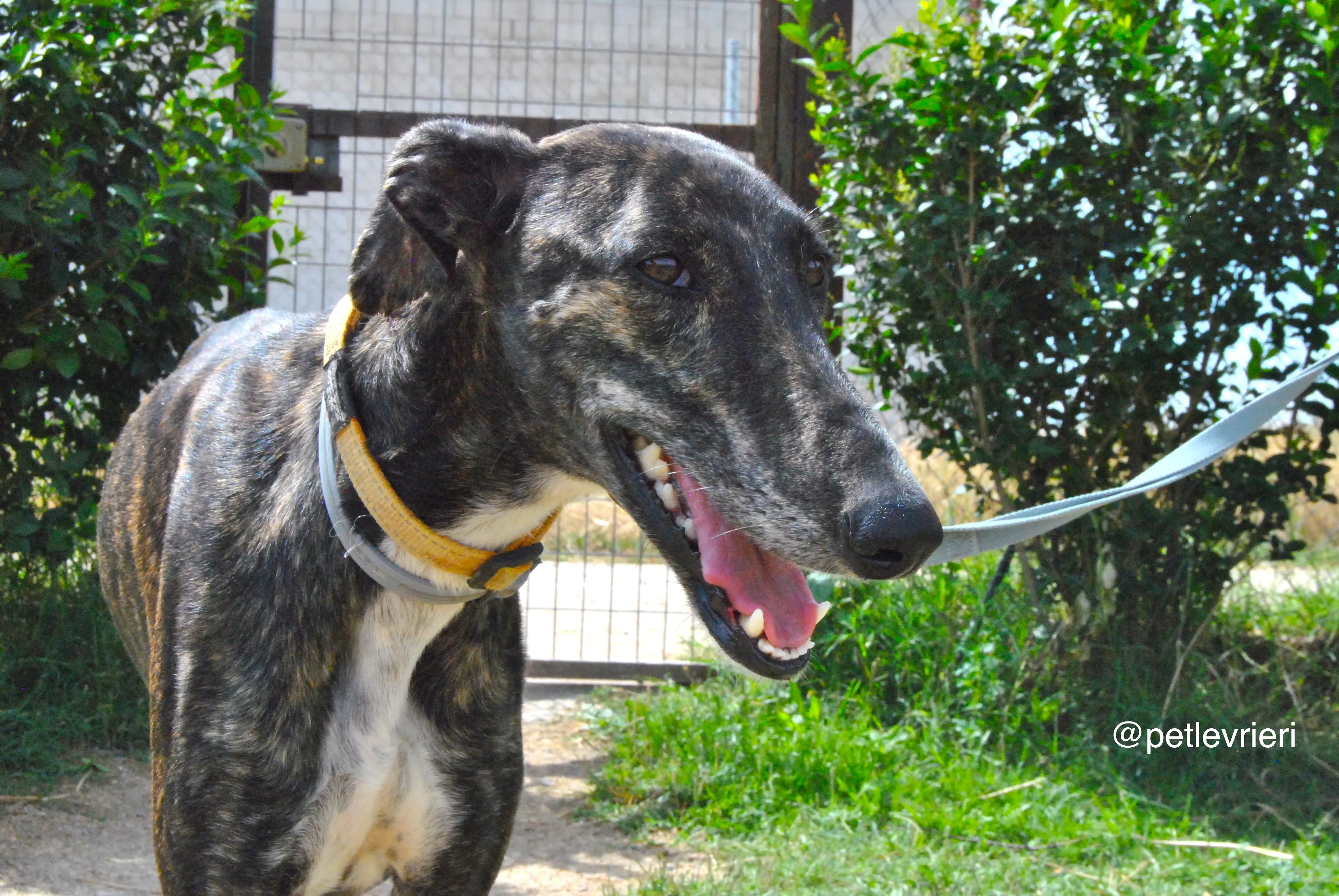 4 sasha adozione levrieri galgo 1