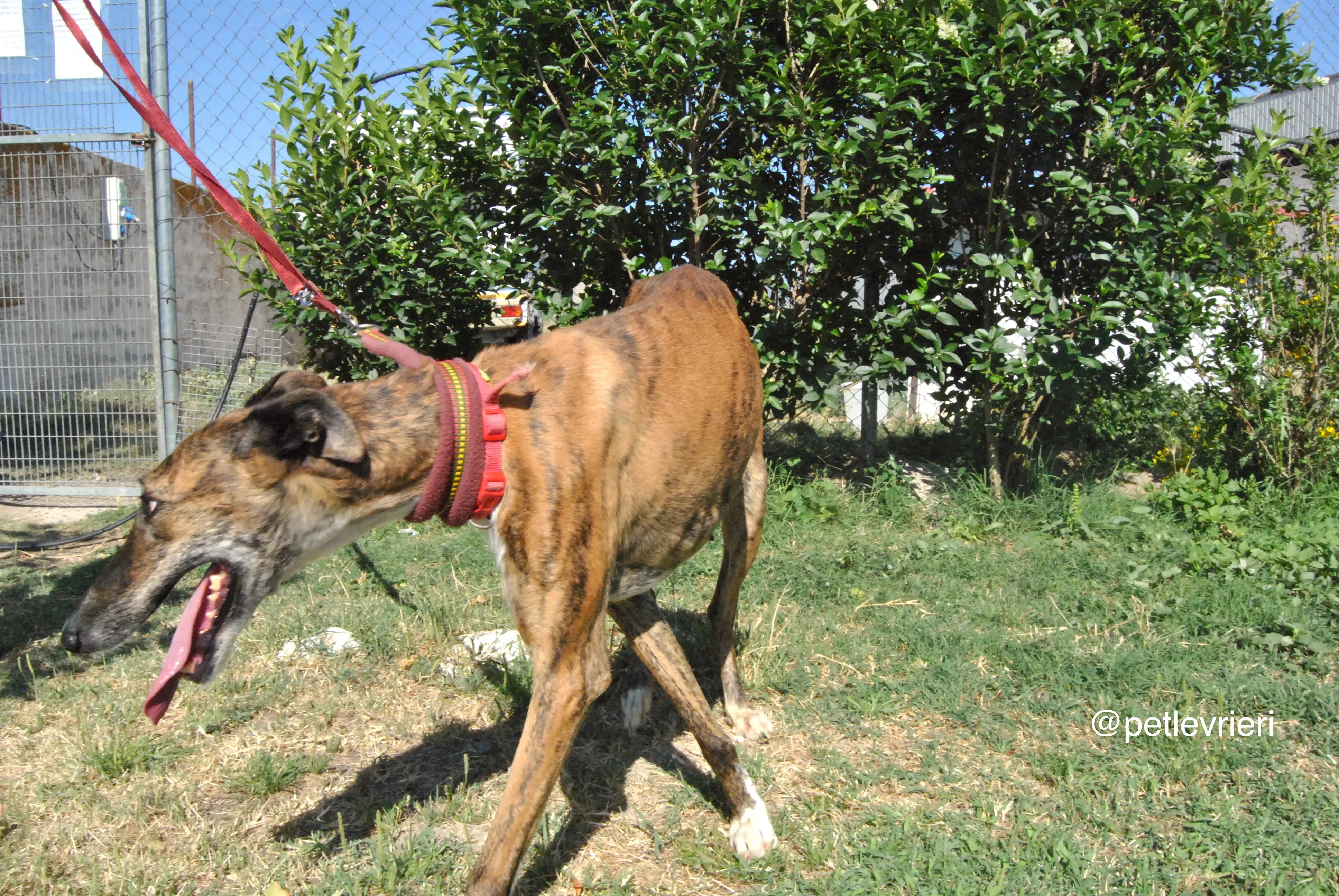 4 sevillana adozione levrieri galgo