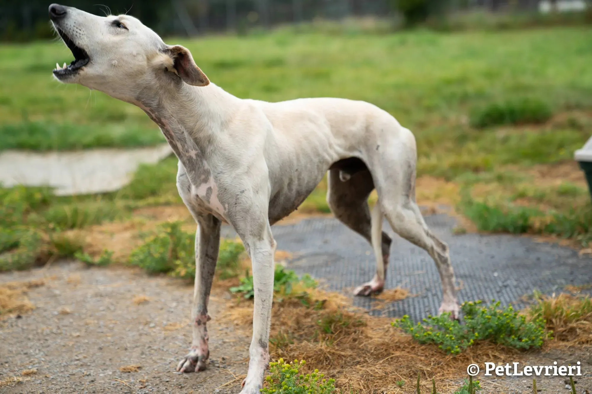4 snowman adozione levrieri greyhound 1