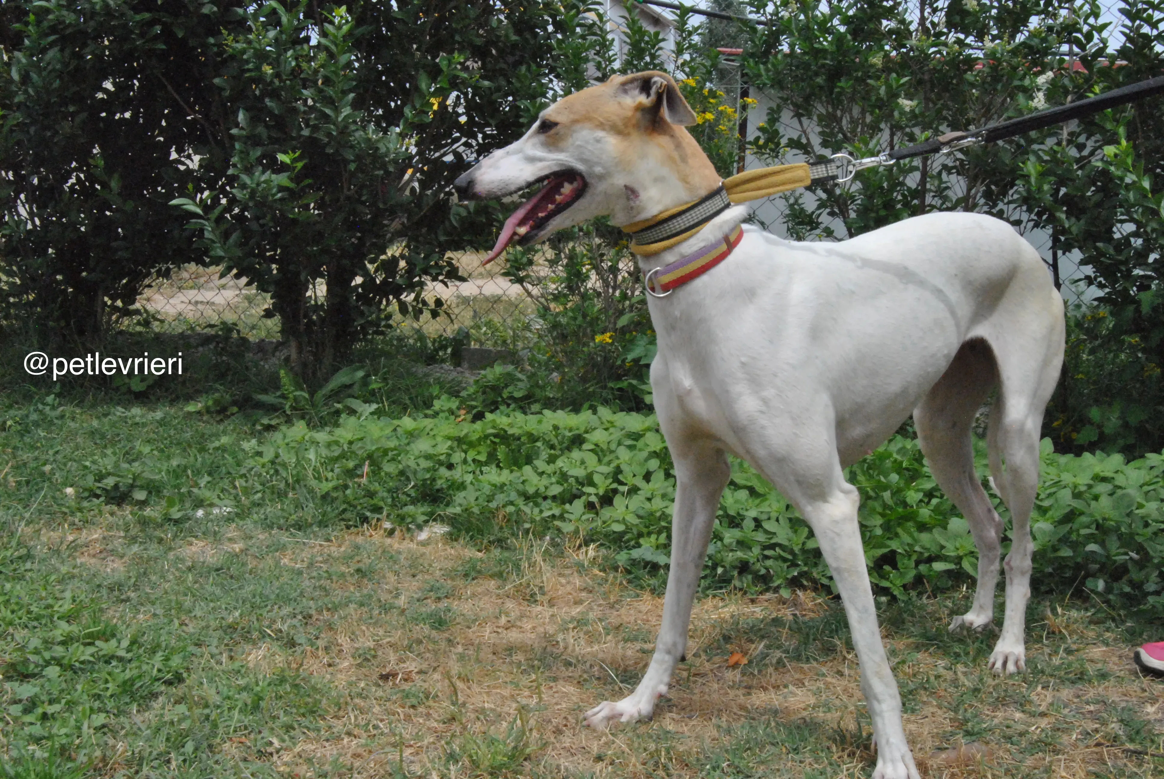 4 soda adozione levrieri galgo