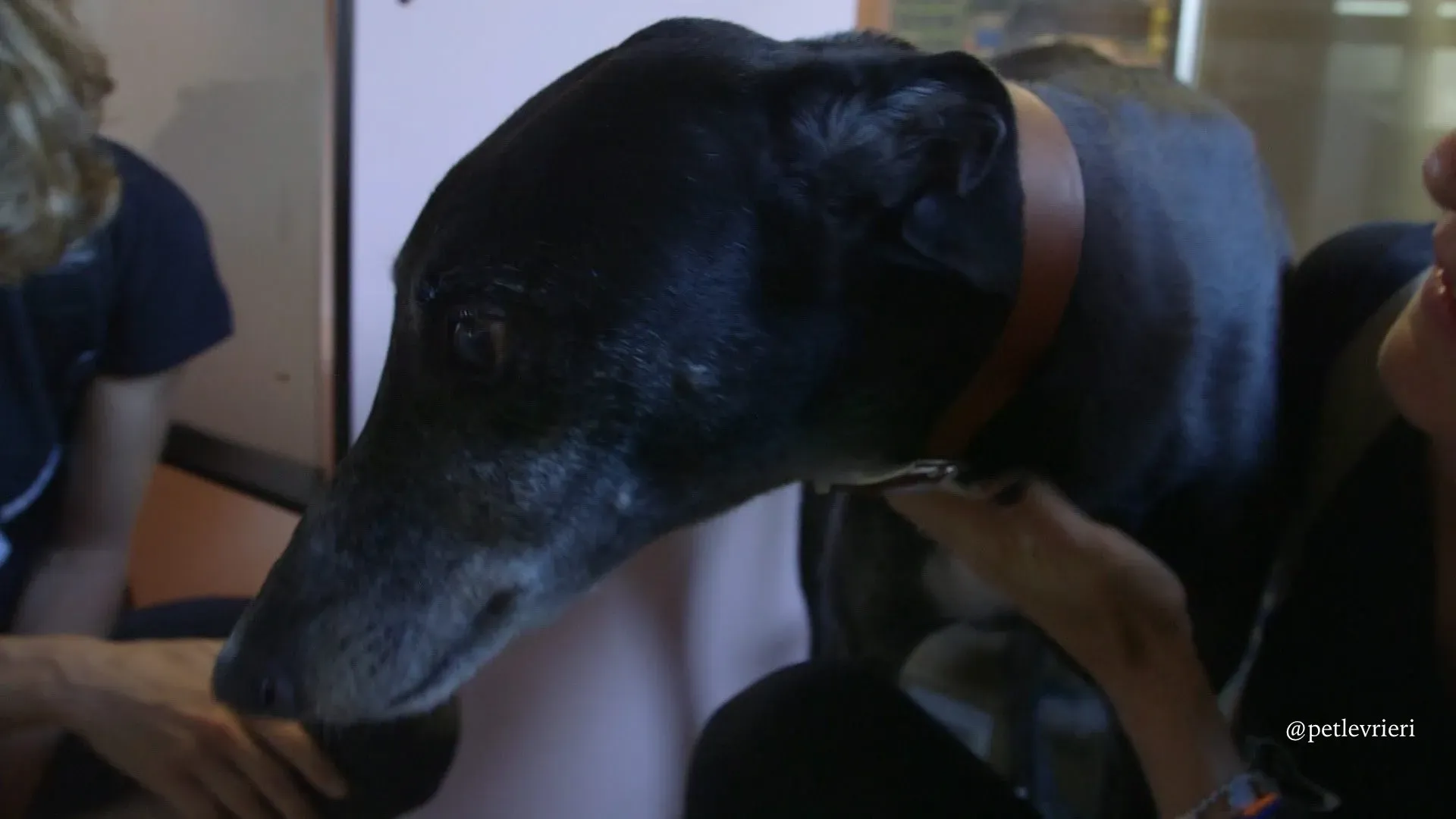 4 sparky adozione greyhound macao