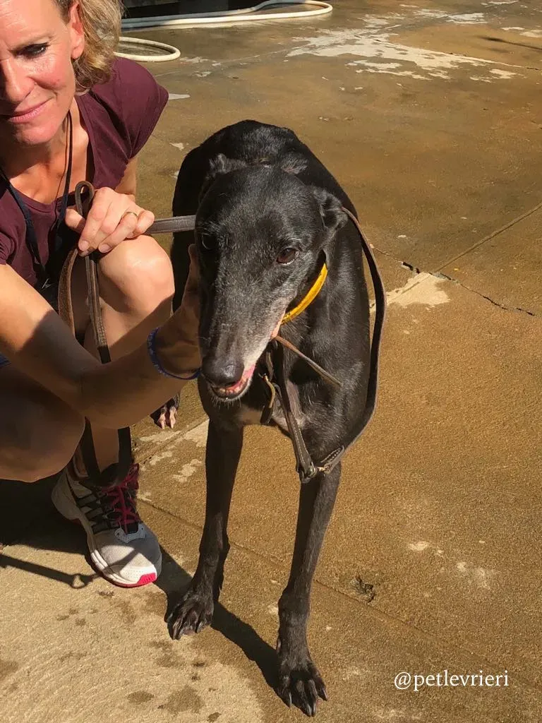 4 sprite point adozione greyhound macao 1