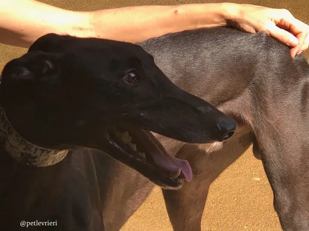 4 spritely keroma adozione greyhound macao 1