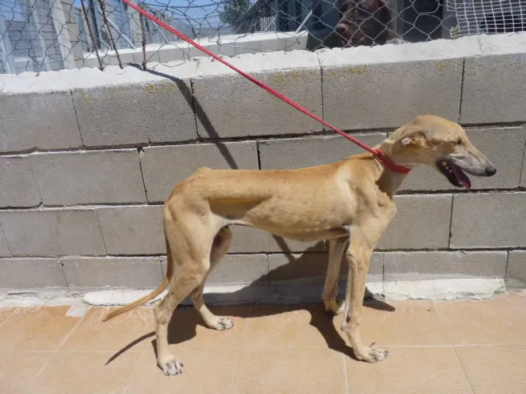 4 sunny adozione levrieri galgo