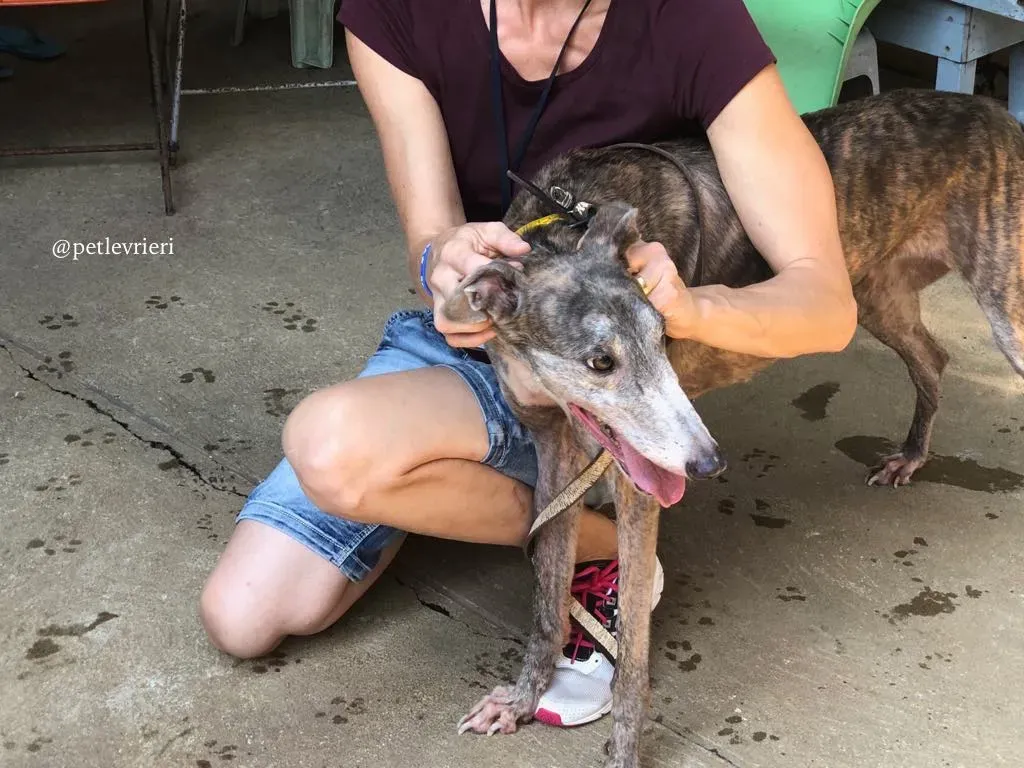 4 sure outstanding adozione greyhound macao