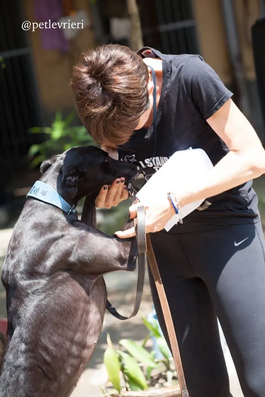 4 sweet choice adozione greyhound macao