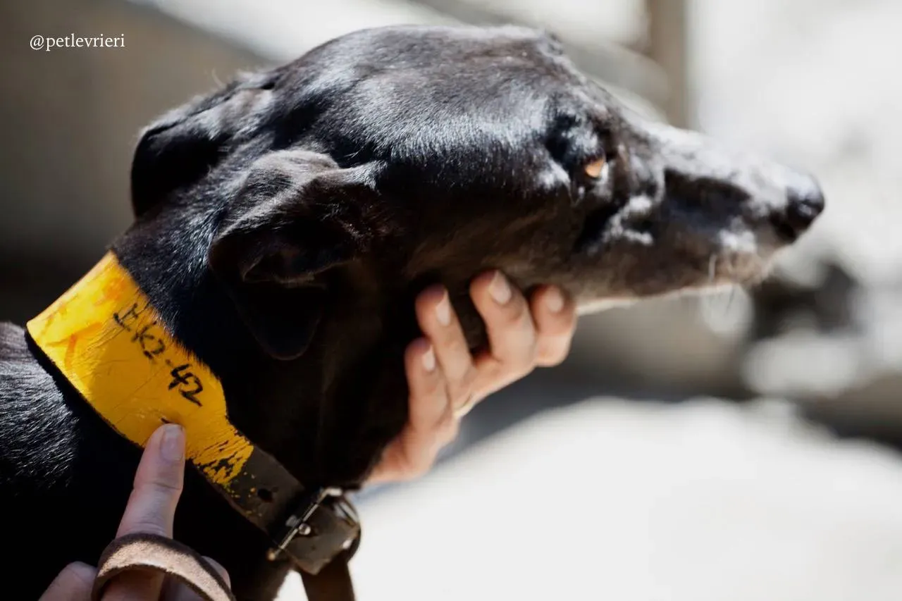 4 tiger tahlia adozione greyhound macao