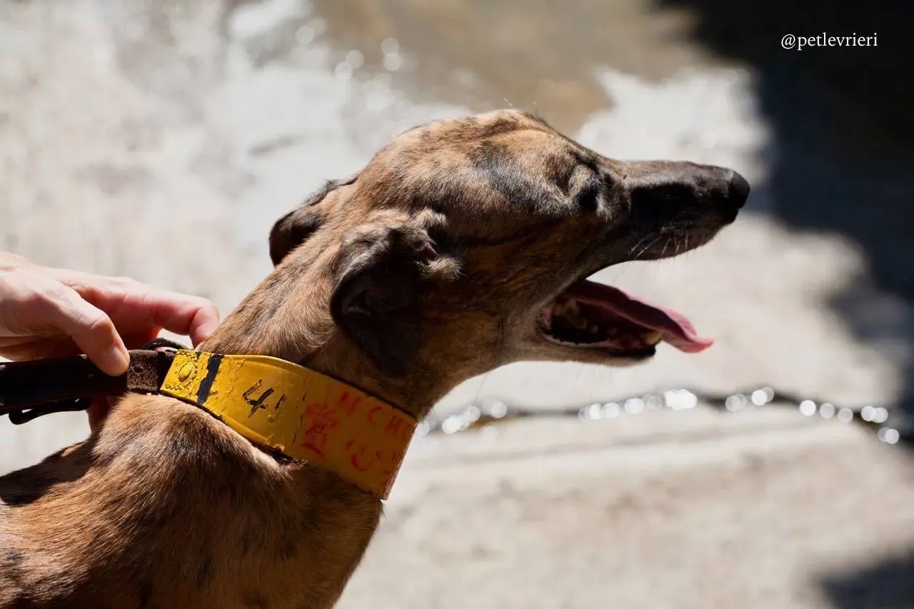 4 tron thing adozione greyhound macao