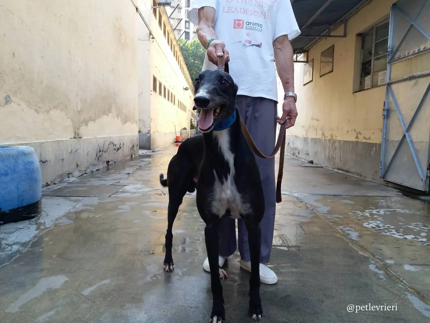 4 turramurra tom adozione greyhound macao