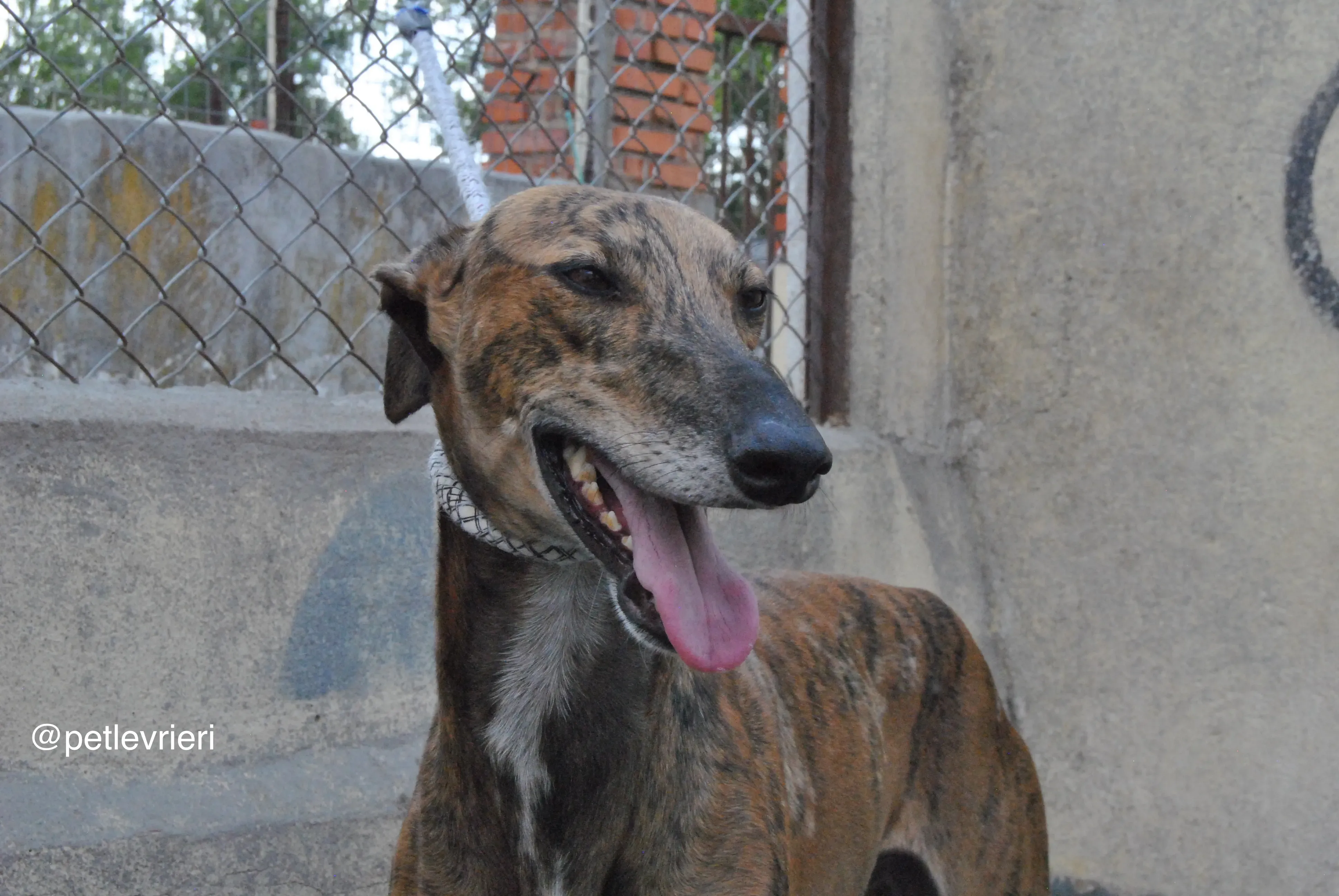 4 verdi adozione levrieri galgo