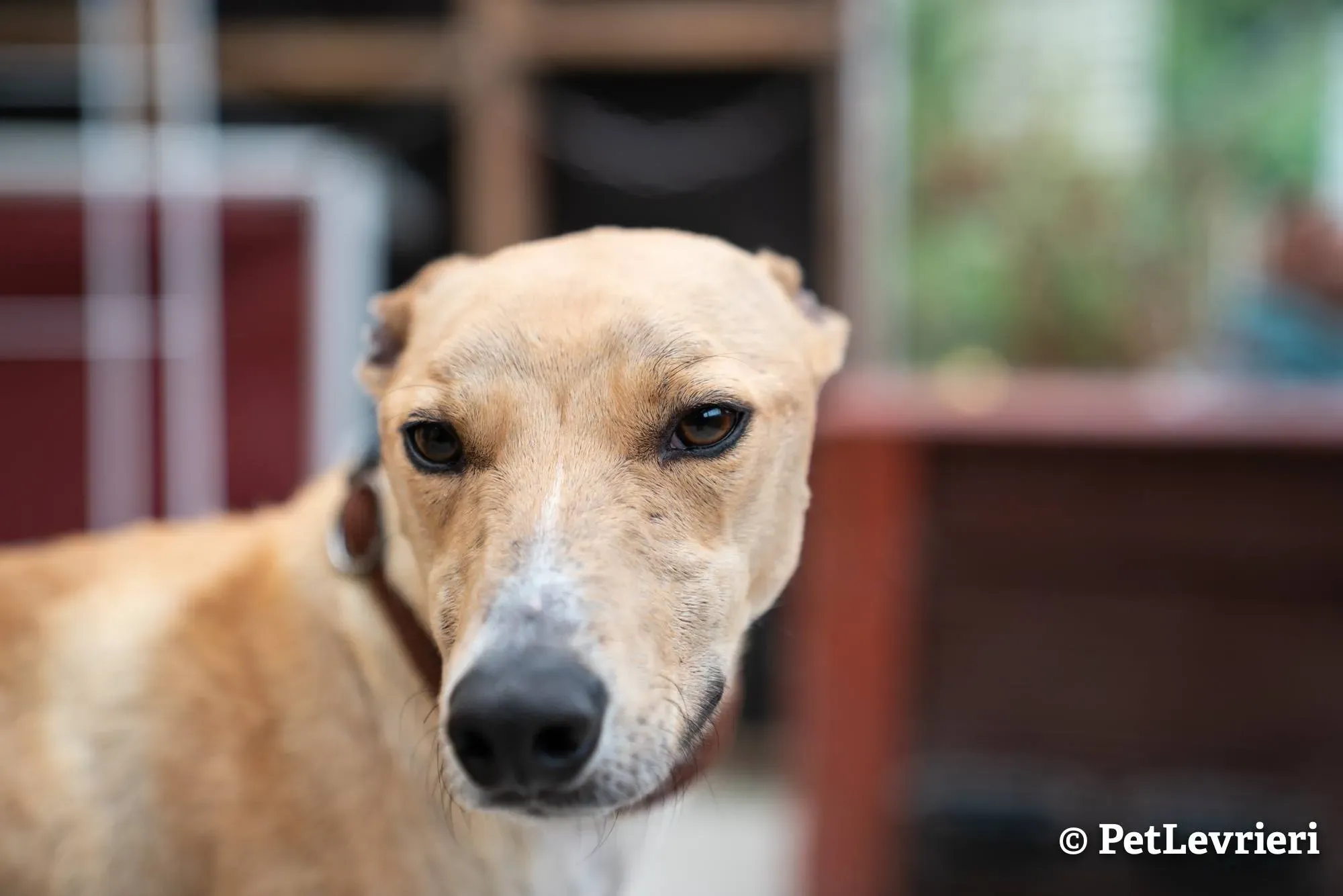 4 will adozione levrieri greyhound