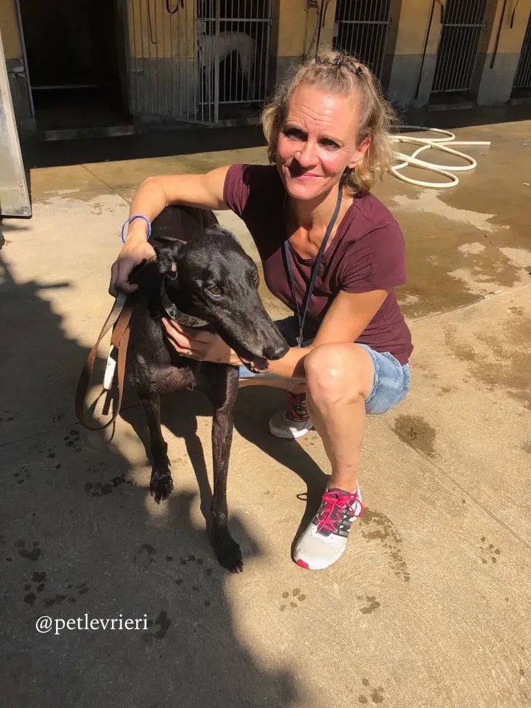 4 win warrior adozione greyhound macao