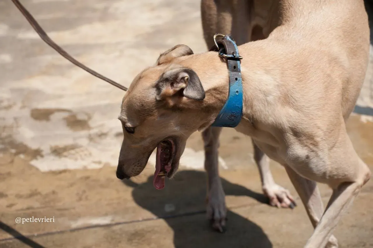 4 wins herojoys adozione greyhound macao