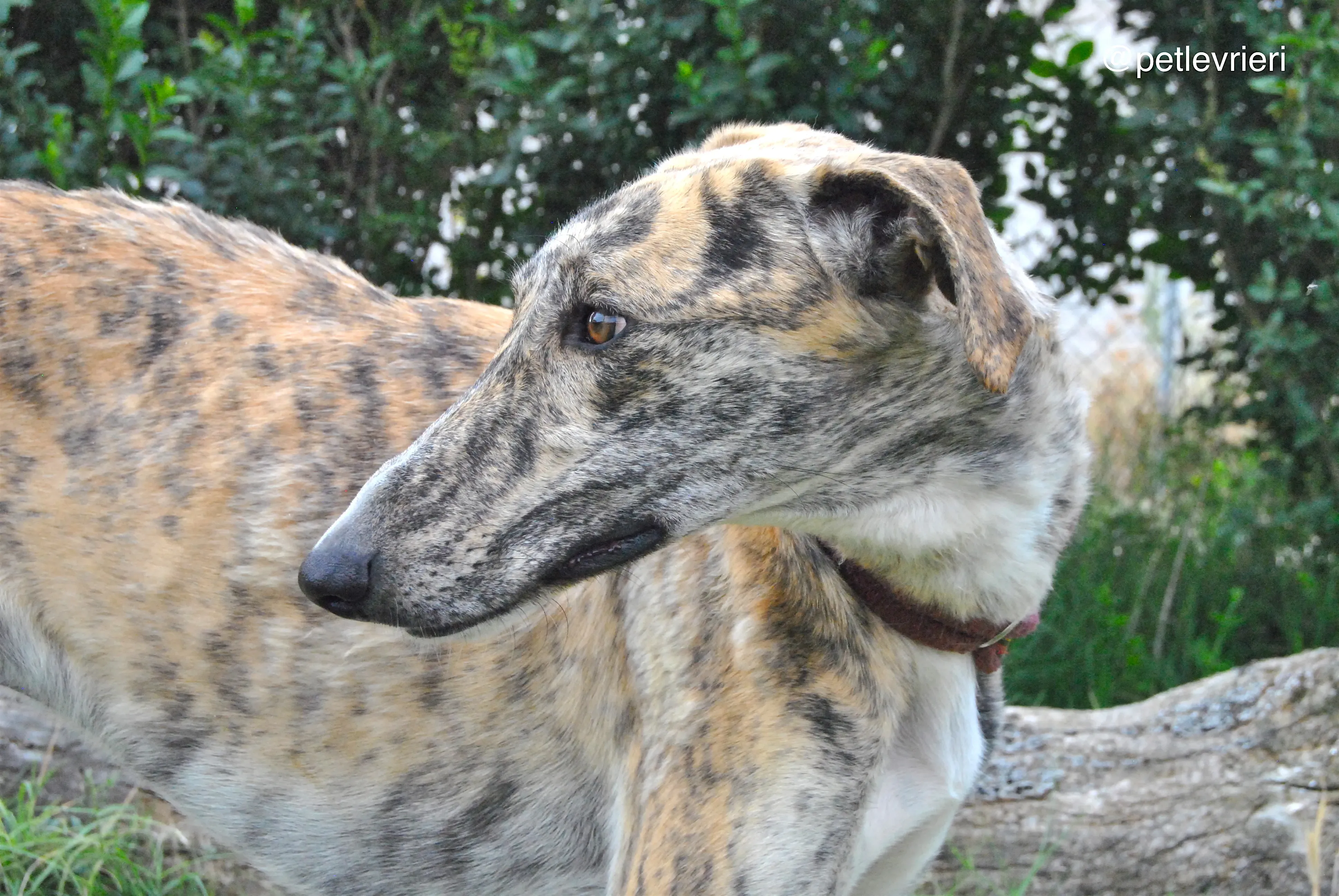 4 yasi adozione levrieri galgo
