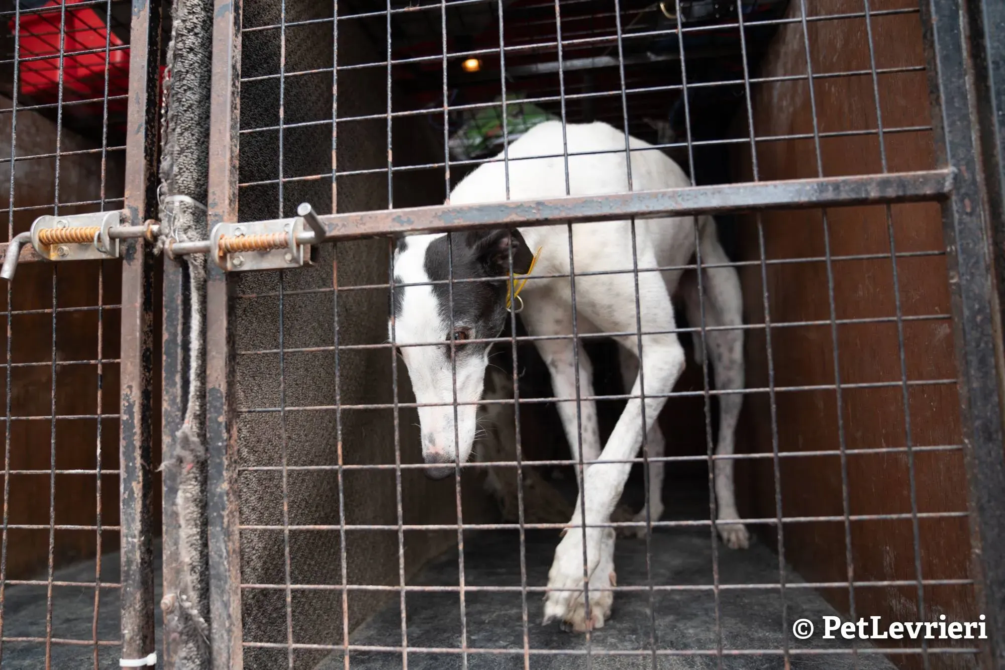 4 young adozione levrieri greyhound