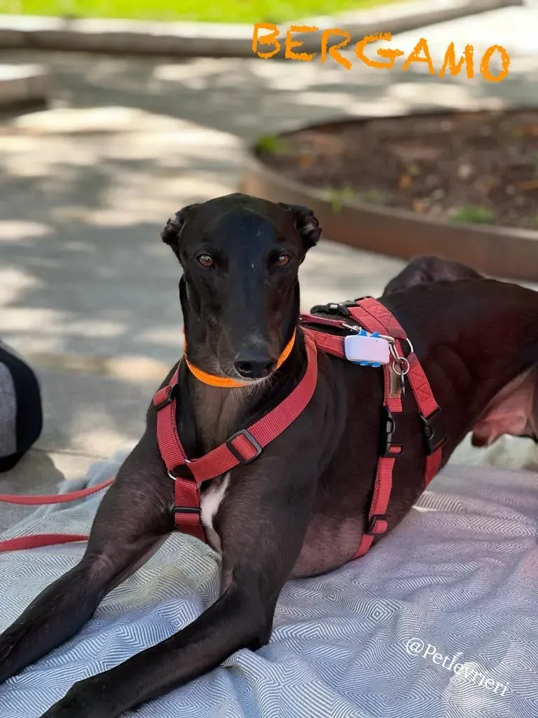 4e02c54e 1502 4ab3 acde 38d2ebc3269a risultato