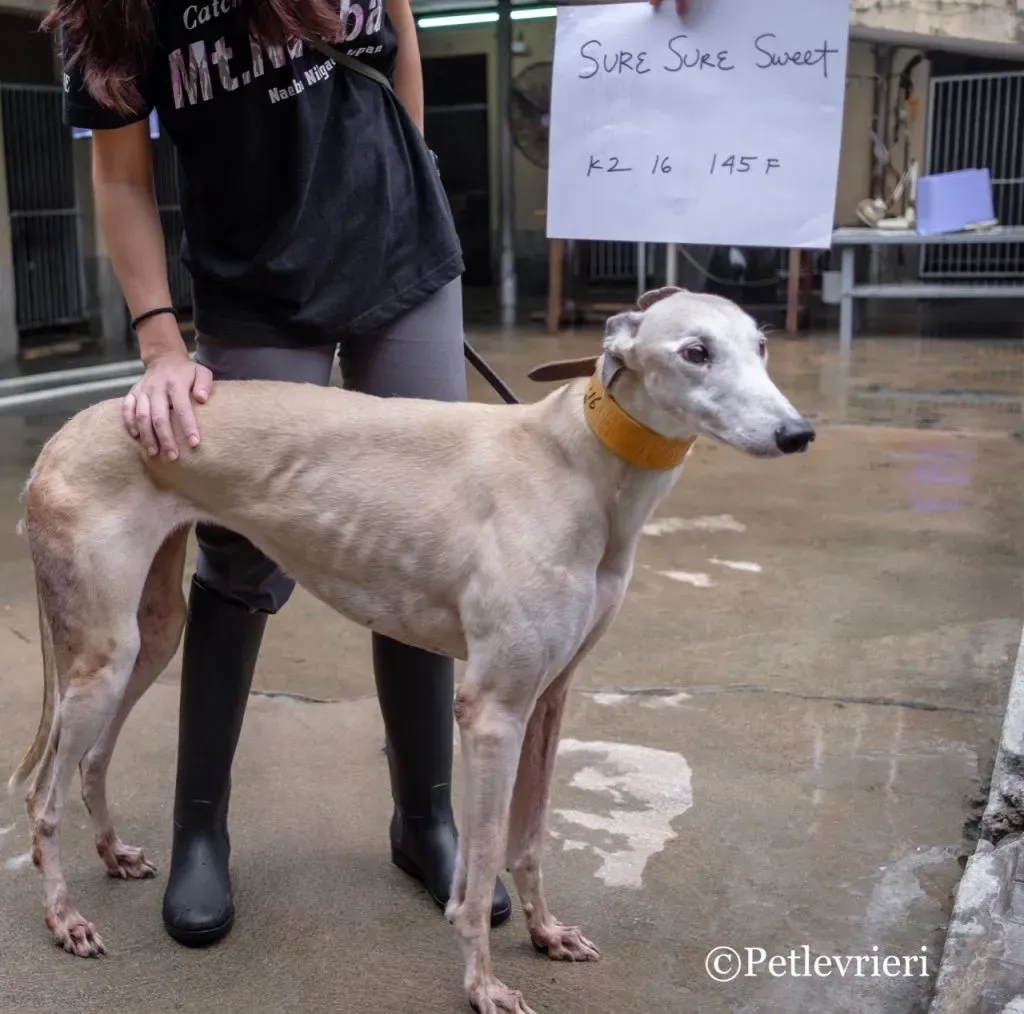 5 DSCF5544 1024x1014