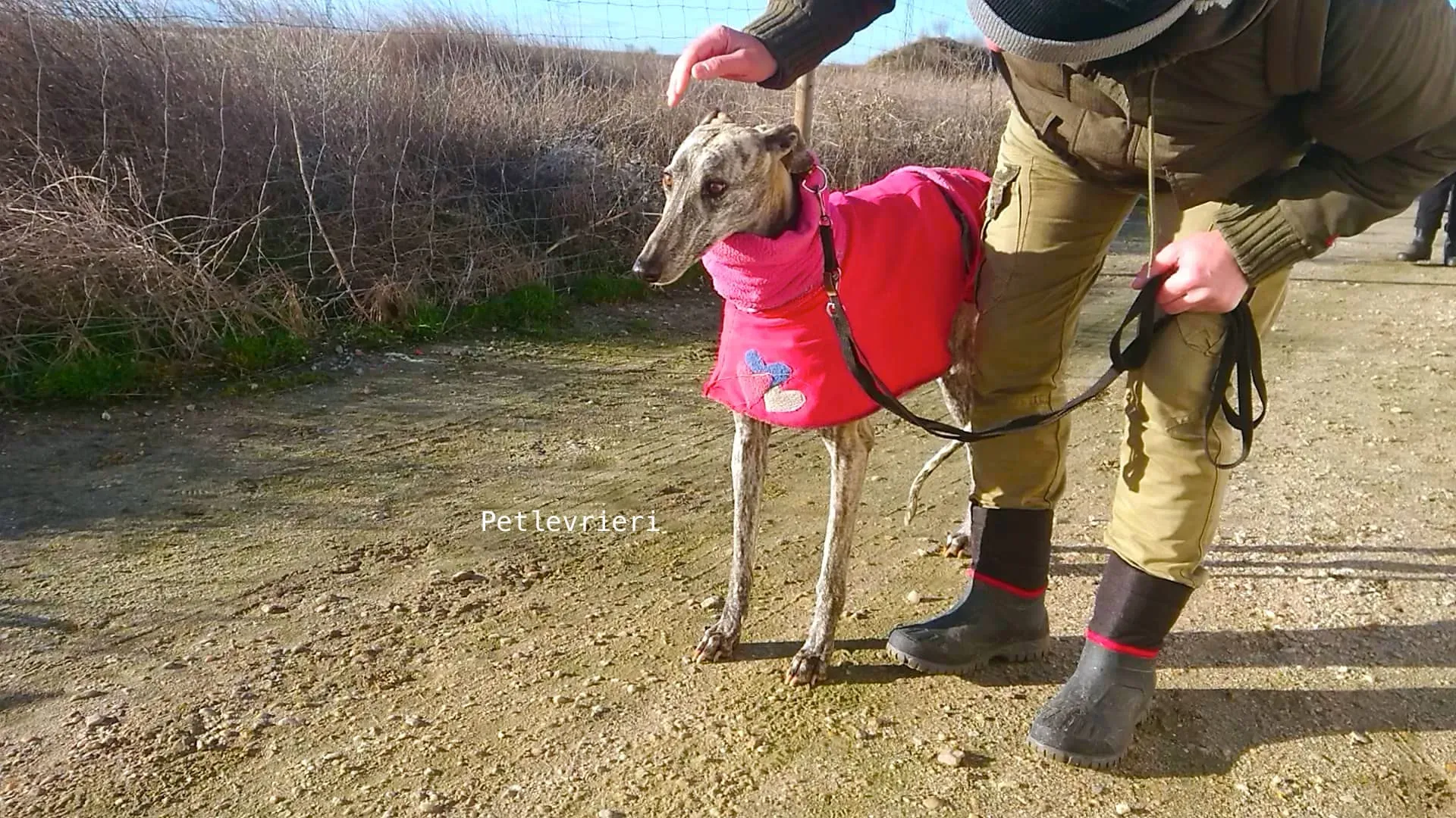 5 felicita galgo adozioni pet levrieri