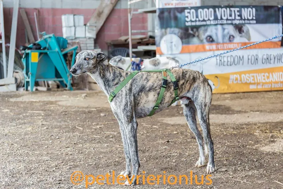5.Botas Galgo Petlevrieri Petlevrierionlus Foster