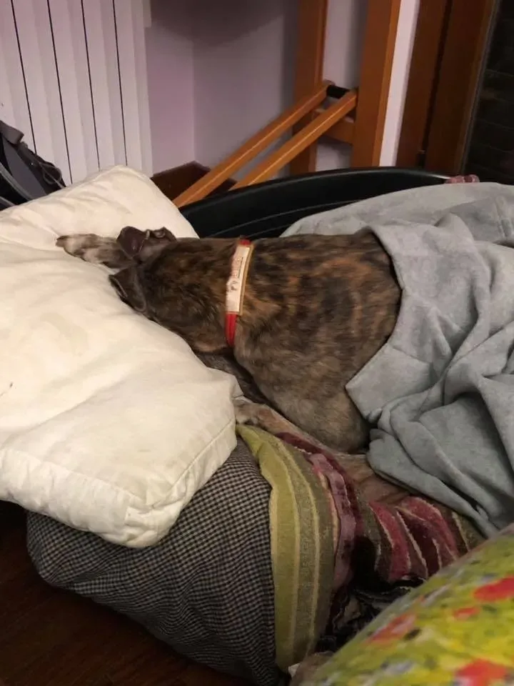 50252852 2127259957365596 2212347884781699072 n