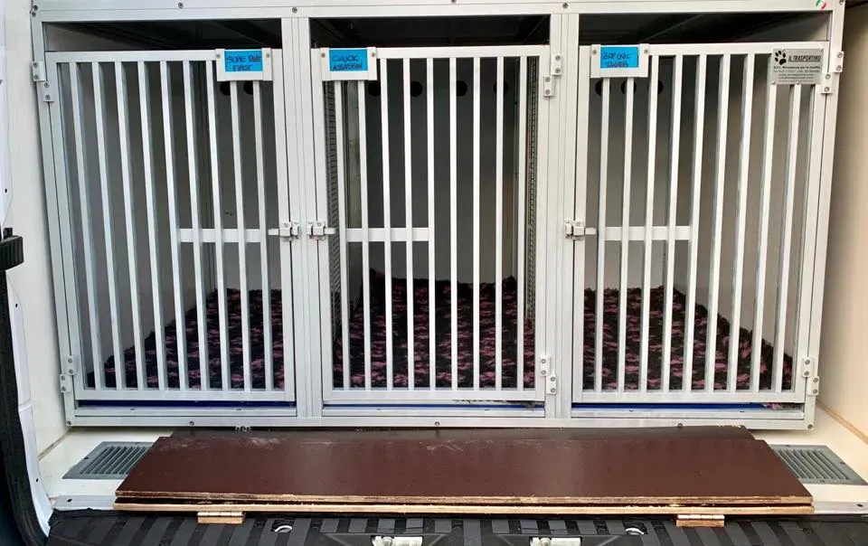 50399514 2081128135304364 8274041194783178752 n