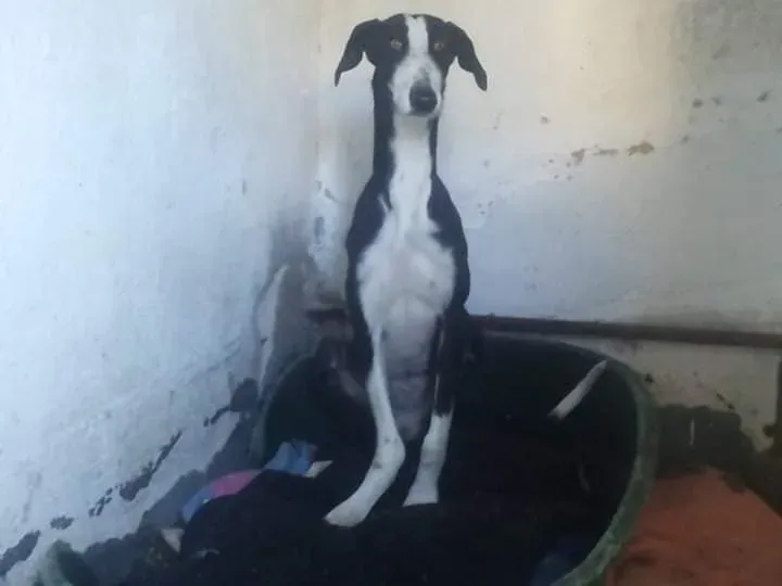 50512712 2336027339967150 4319558066828738560 n