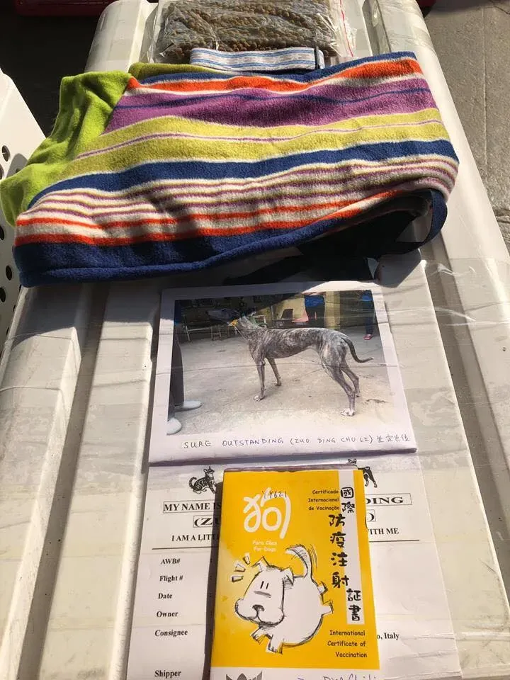 50520785 2083803715036806 8445975637654503424 n