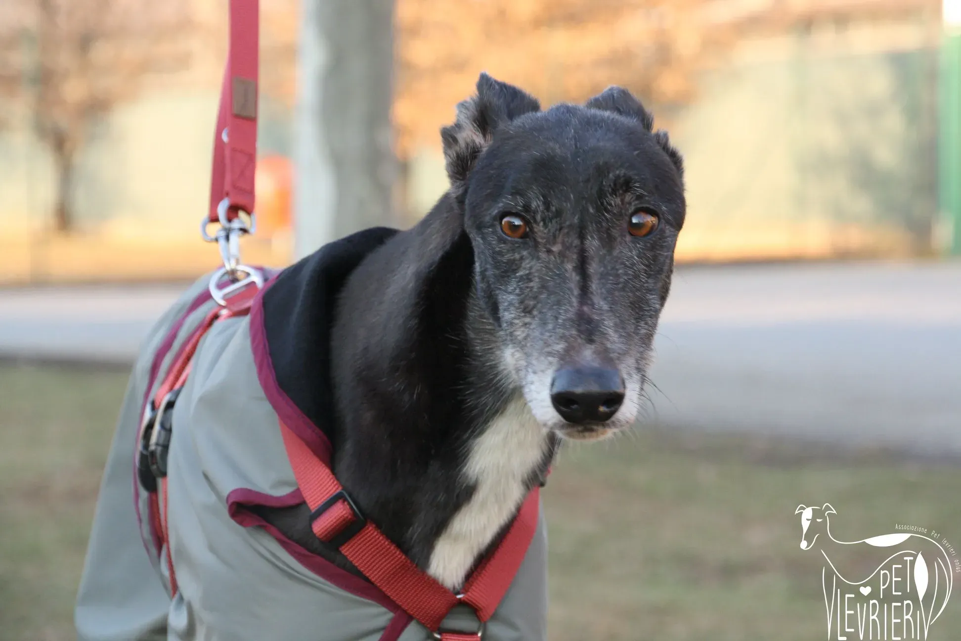 50522179 2085898534827324 810704527710748672 o