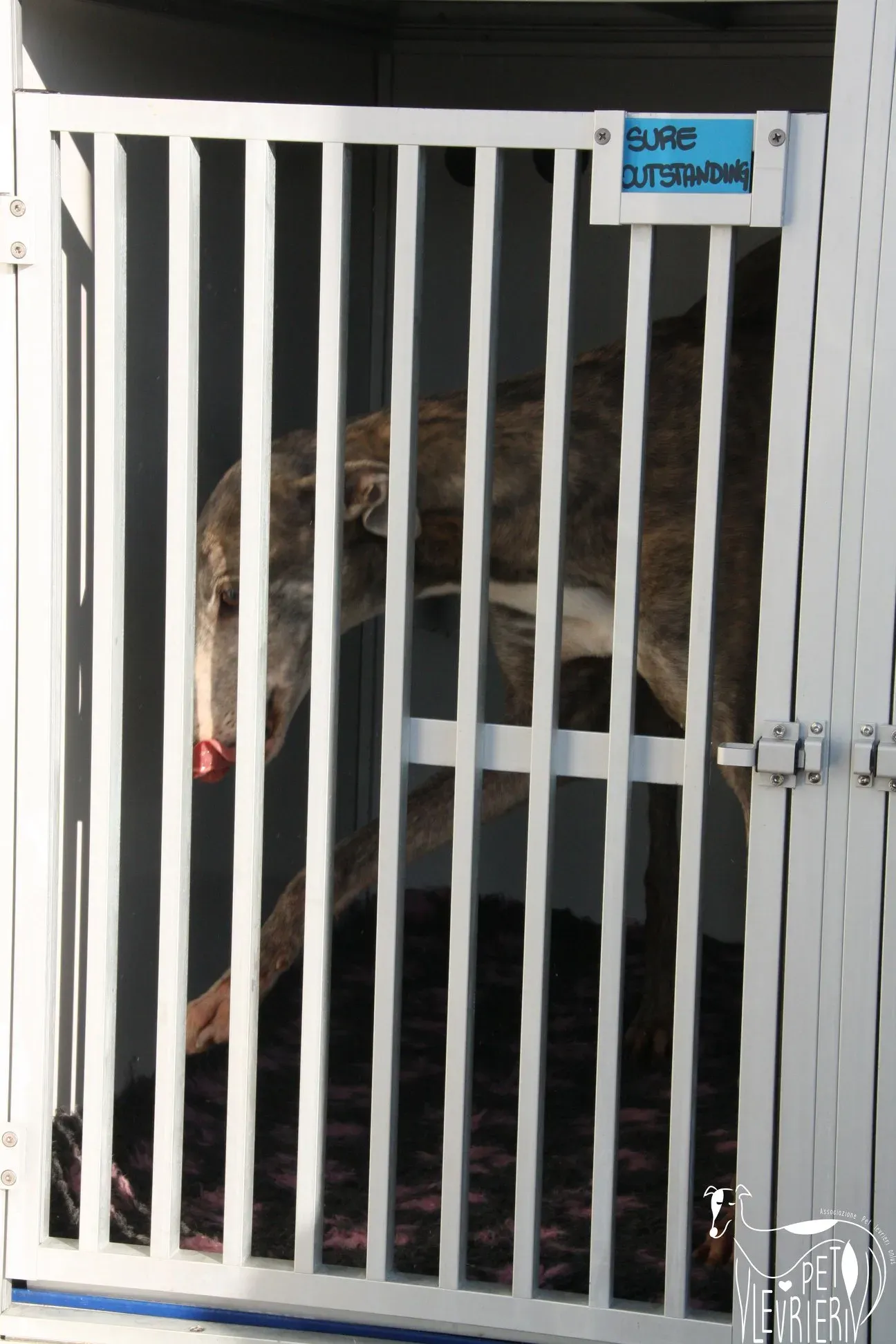 50524894 2085877394829438 5382951845733859328 o